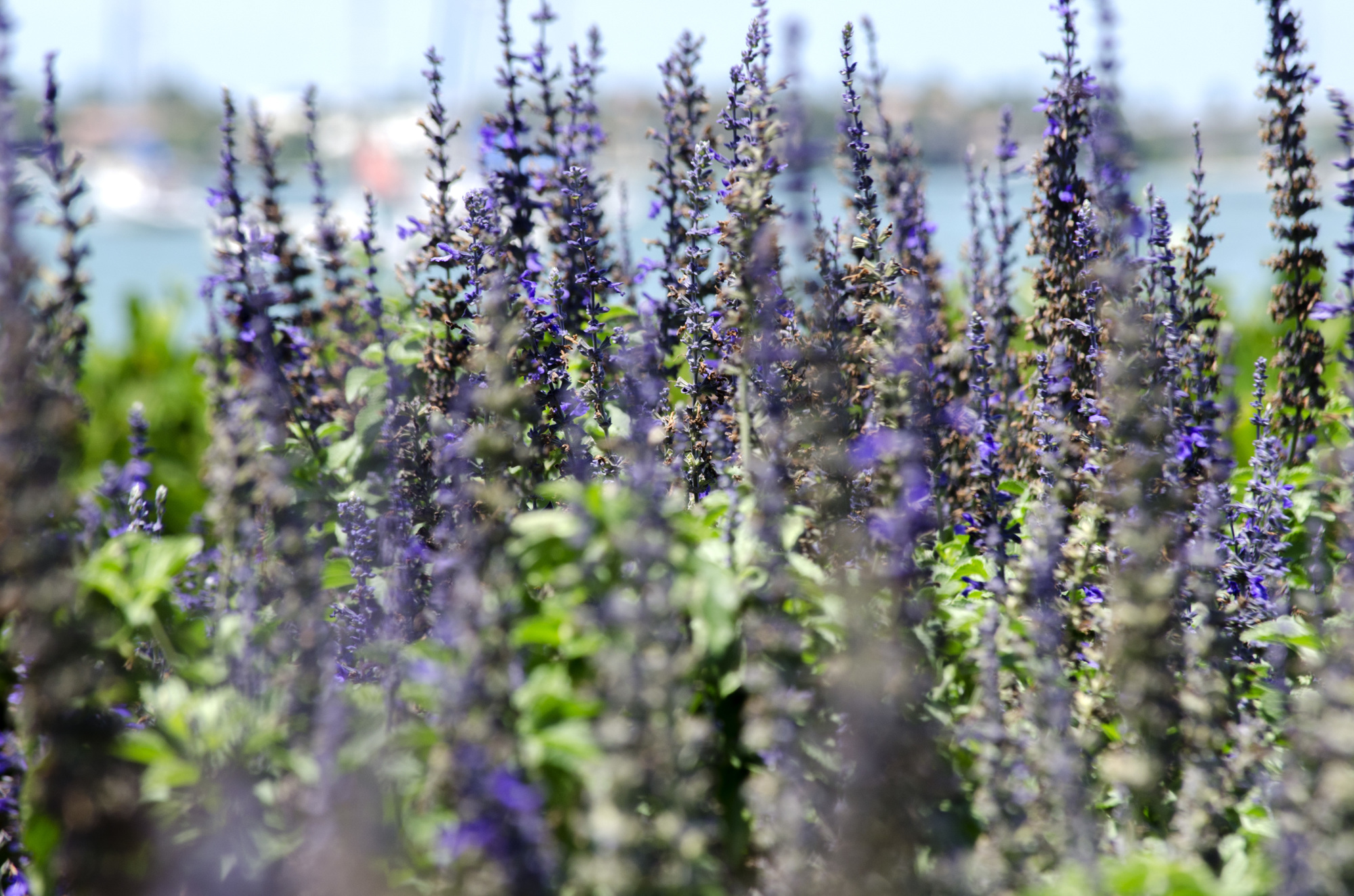 Salvia, which grows better in Florida than lavender,  was planted outside Michaels on the Bay to evoke the French Riviera. 
