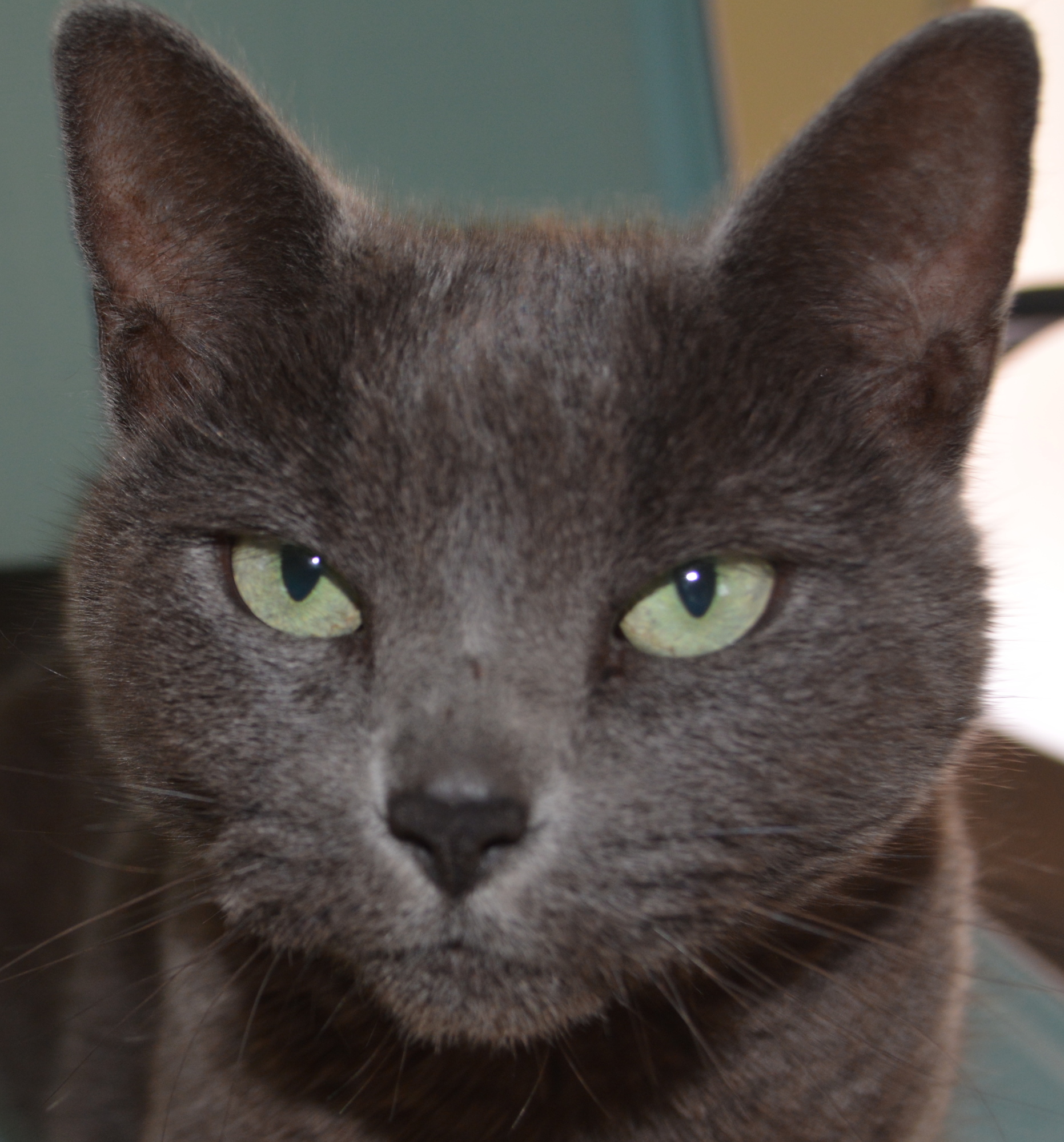Molly, a Russian Blue, is one of the cats available at Nate's Honor Animal Rescue. Cats also will be available through a program with Paws and Warriors.