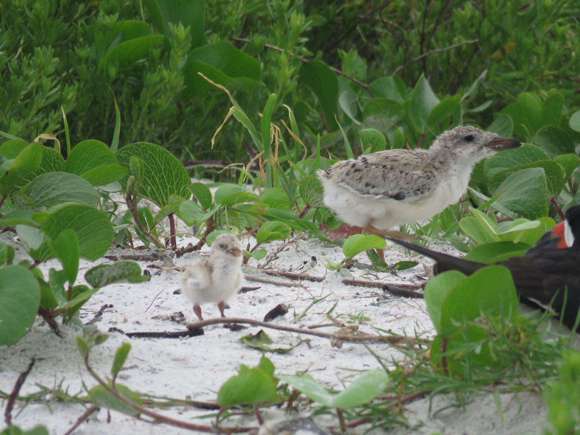 A black skimmer chick adventures around the colony on Lido Beach. Photo courtesy of Greg Taylor.