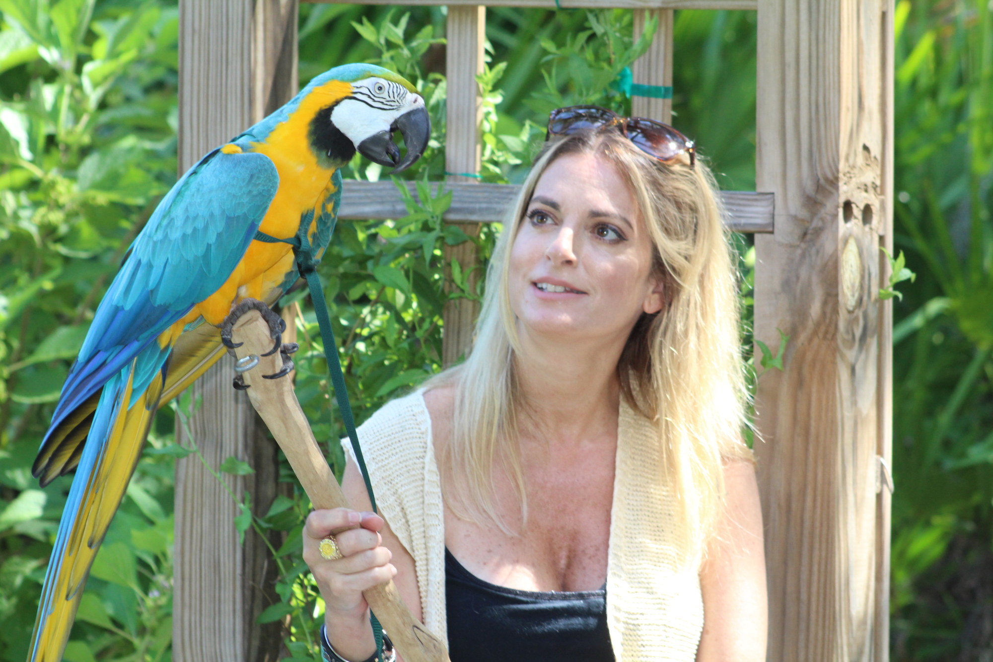 Among Tilla’s favorite outings are trips to Summerfield Park. Her owner, Angelique Still, found her at Florida Parrot Rescue.