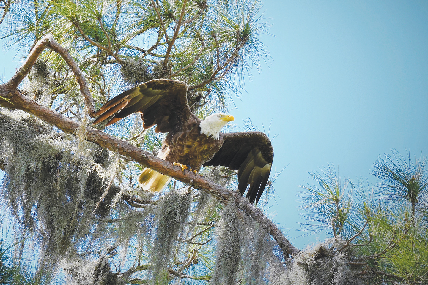 Gordon Silver captured this shot of a bald eagle ready to do some afternoon fishing in a Lakewood Ranch pond.
