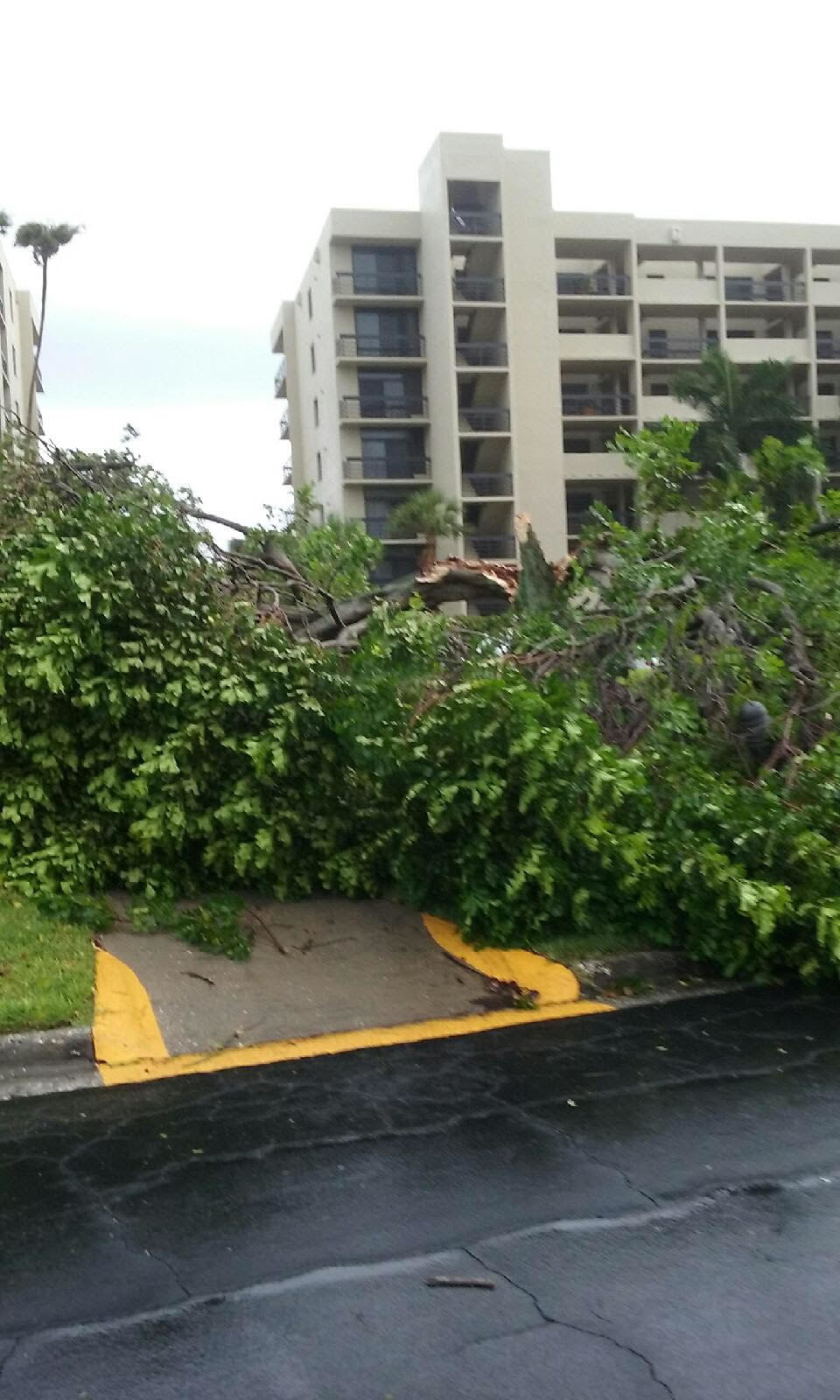 A tree toppled in front of Beachplace condominiums (courtesy photo)