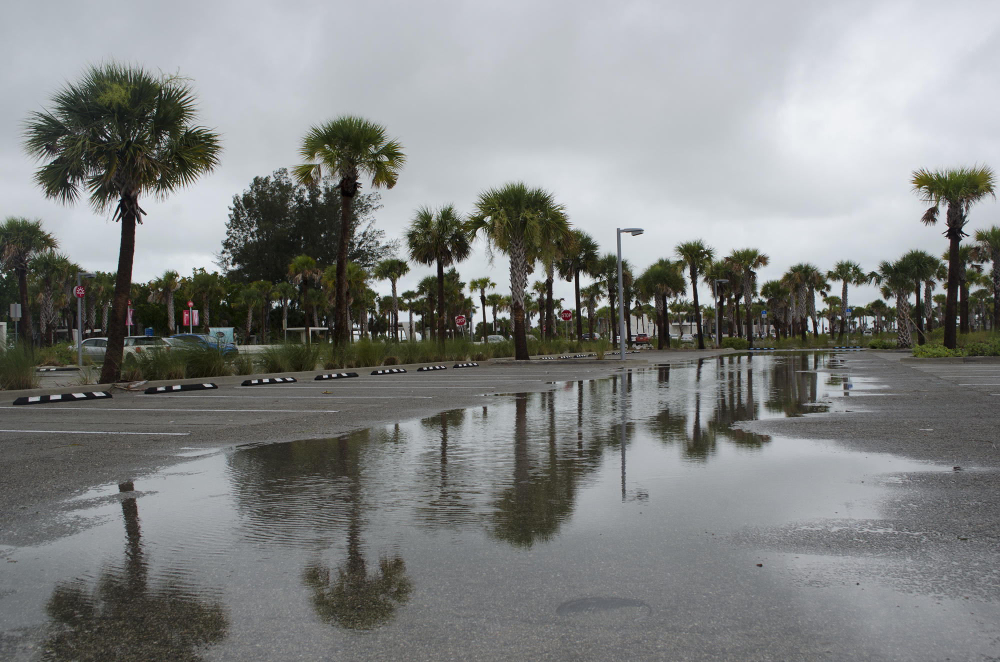 The public parking lot at Siesta Beach stands almost empty on July 31, with large puddles lining each aisle. 