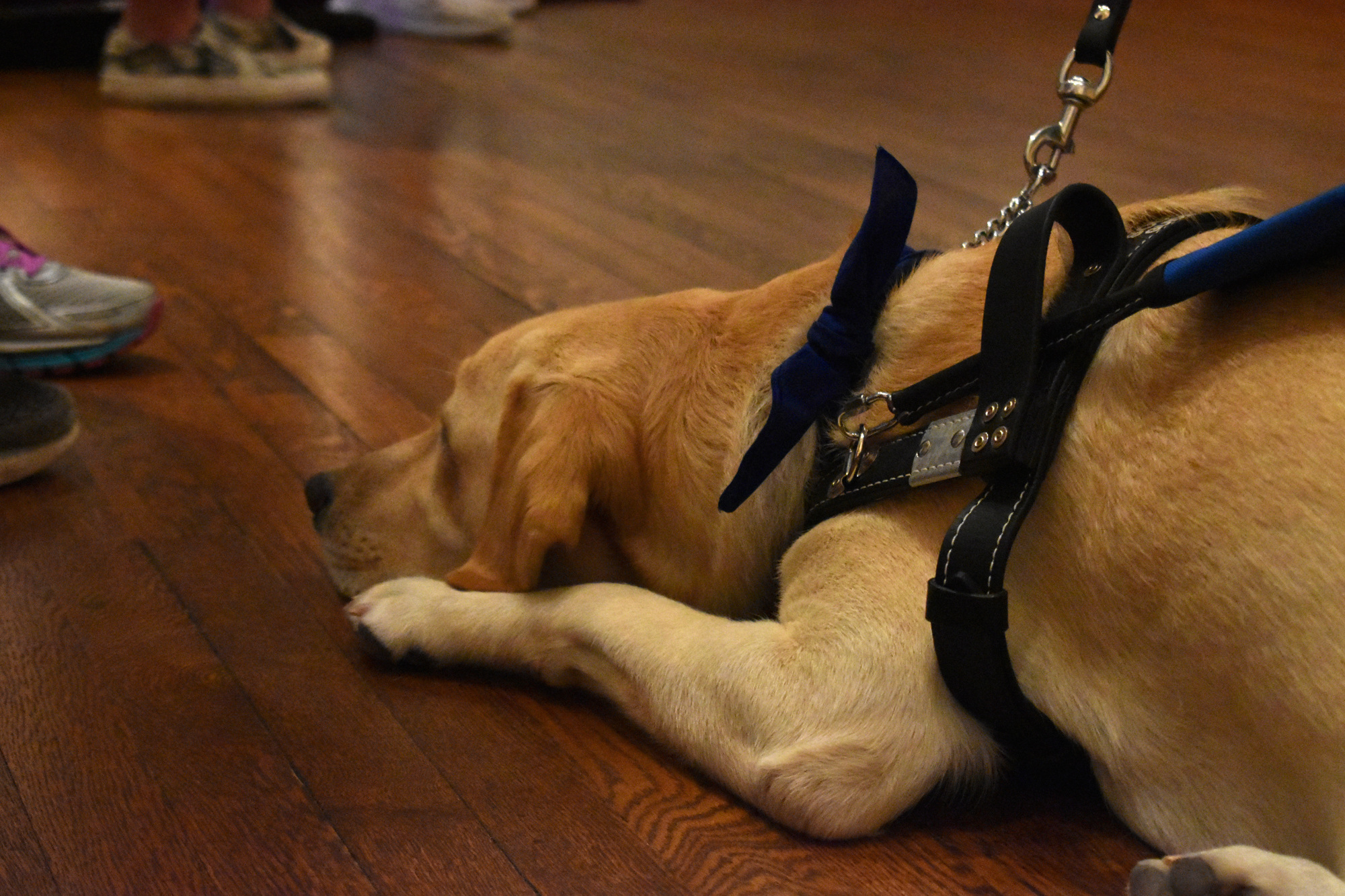 Pauline Thurston's one-year-old guide dog Fidelity rests at her feet. Photo by Niki Kottmann