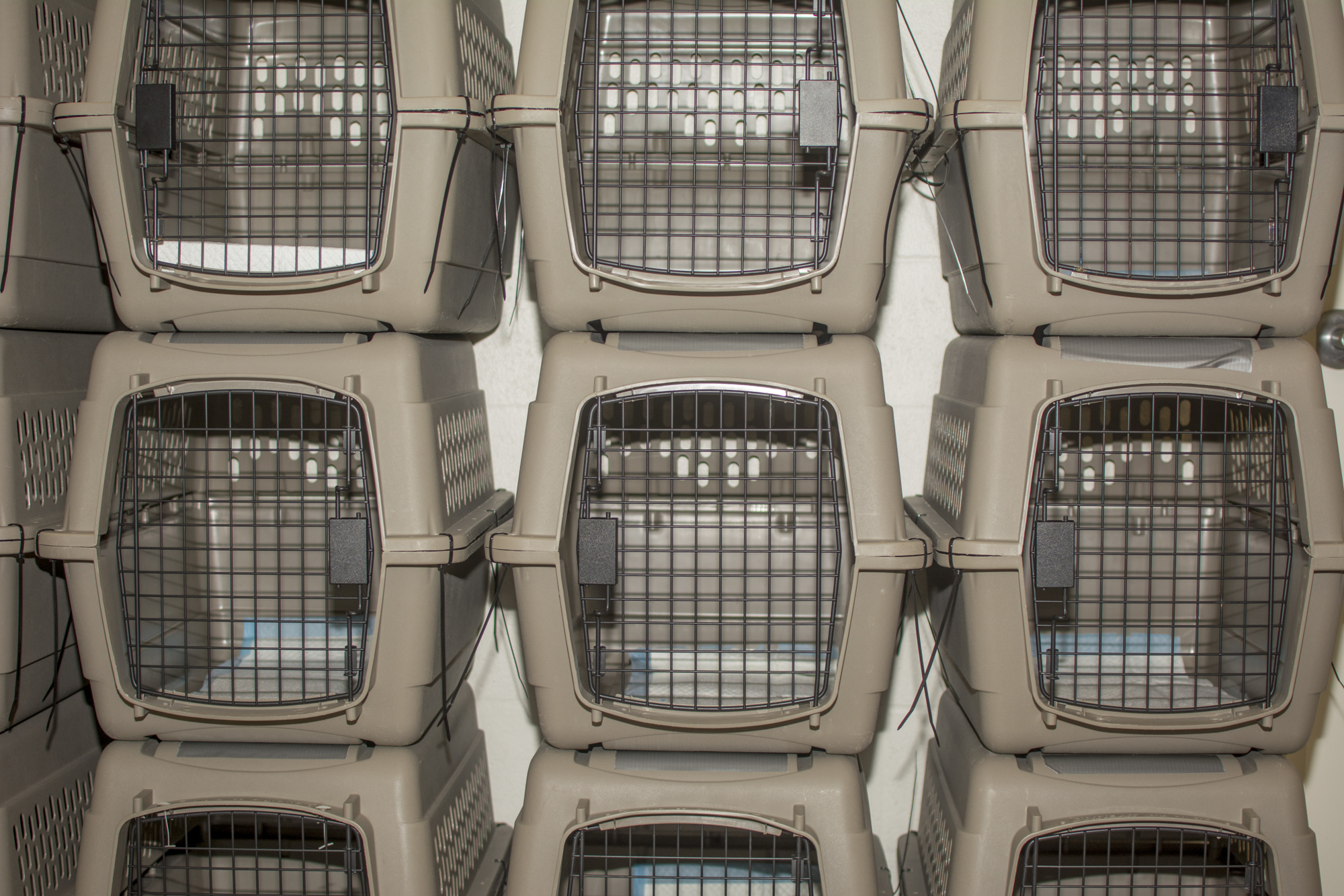 Cat Depot's hallways are lined with more than 100 pet carriers.
