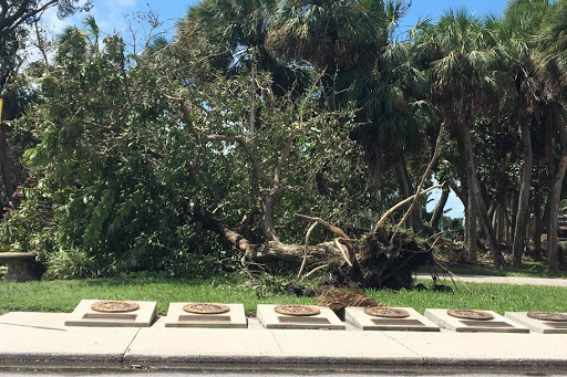 A fallen tree in St. Armands Circle