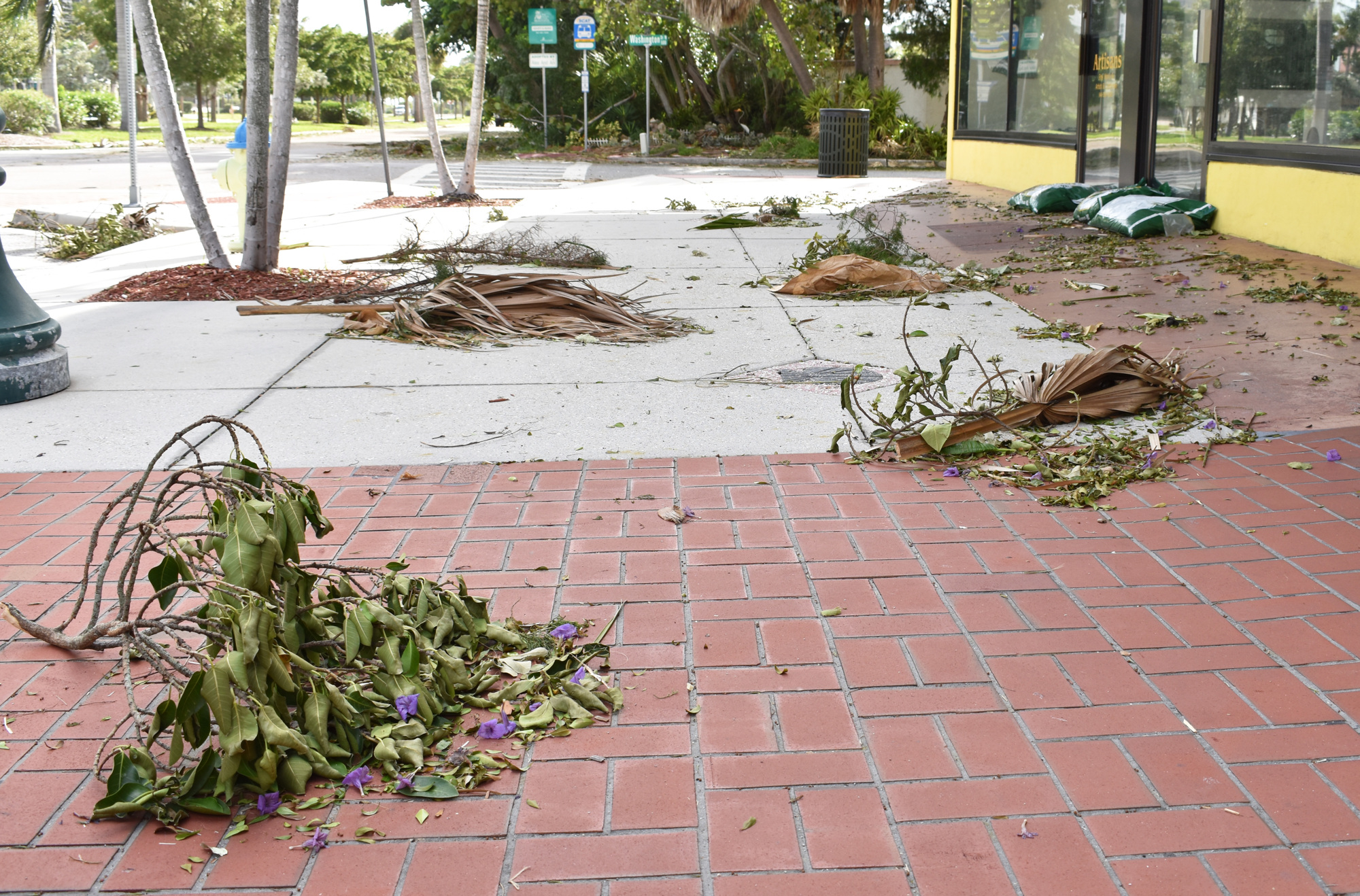 St. Armands Circle was covered in fallen tree debris after Hurricane Irma. Photo by Niki Kottmann