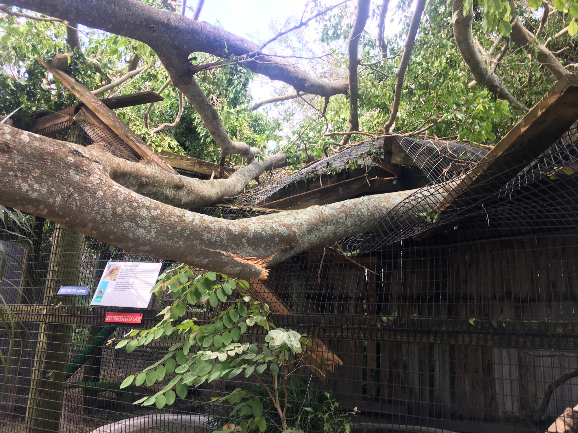 A banyan tree fell on top of several exhibits at Save our Seabirds. Courtesy photo