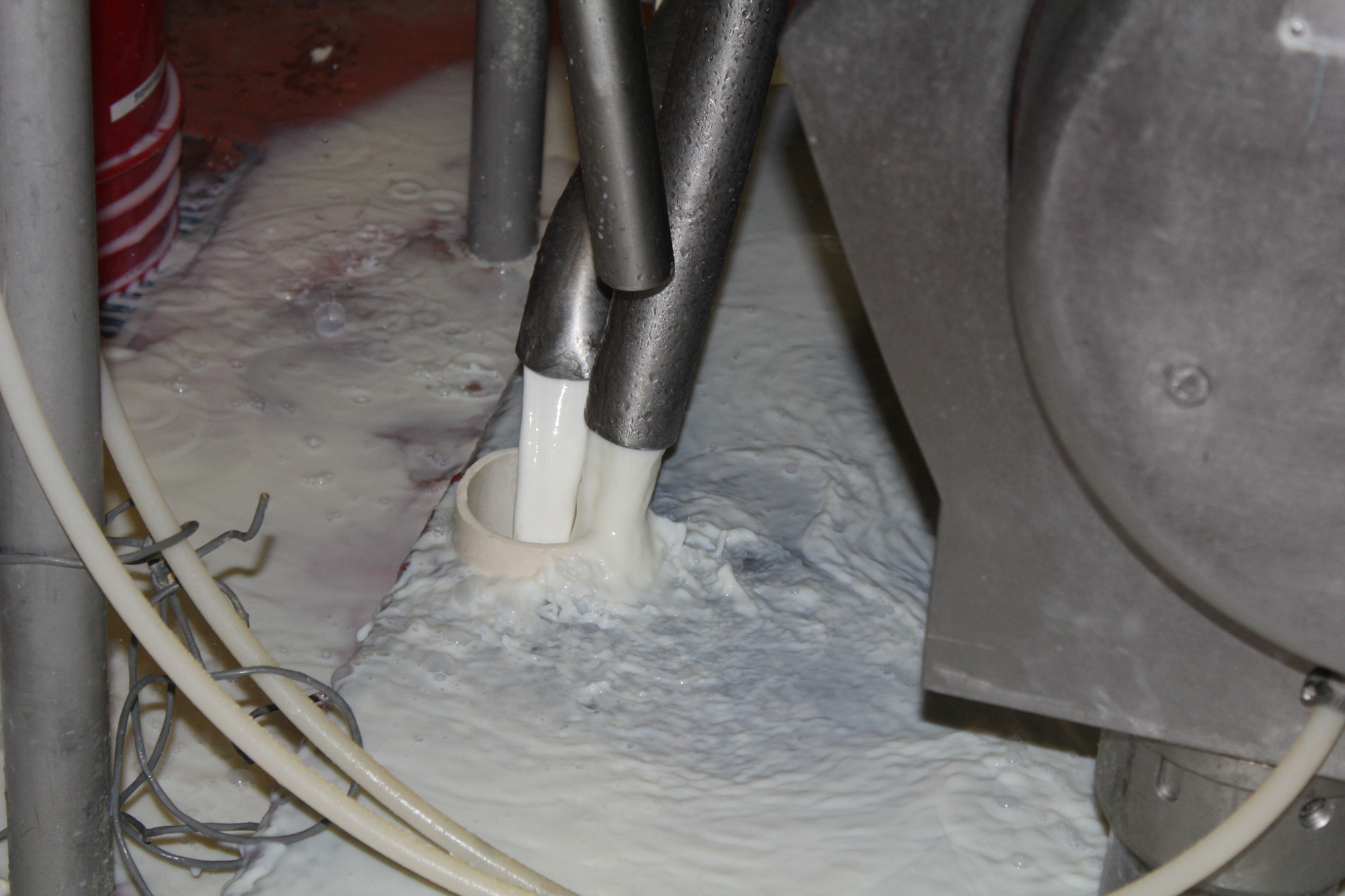 About 75,000 gallons of skim milk had to be dumped down the drain at Dakin Dairy Farms.