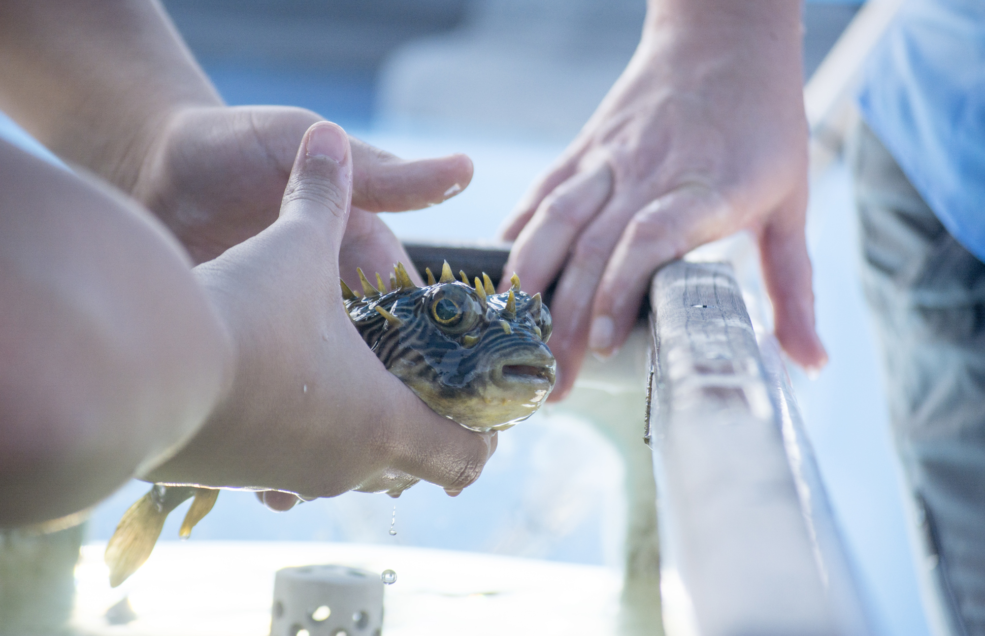 Sarasota Middle School students handle a striped burrfish on the Carefree Learner. 