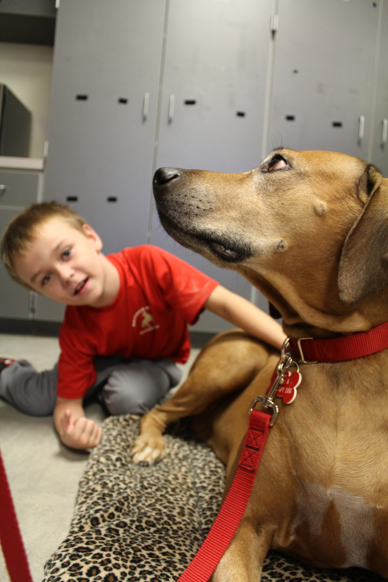 Braden River Elementary School second-grader Eli Shepard pets Shumba after reading to her.