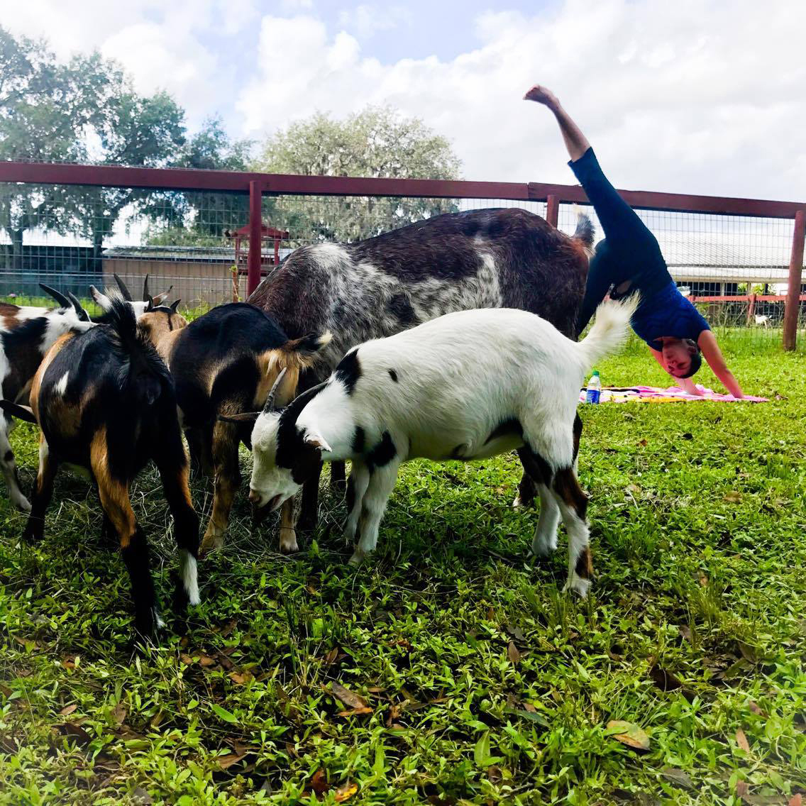 Michelle Leon leads Fruitville Grove's first goat yoga class.
