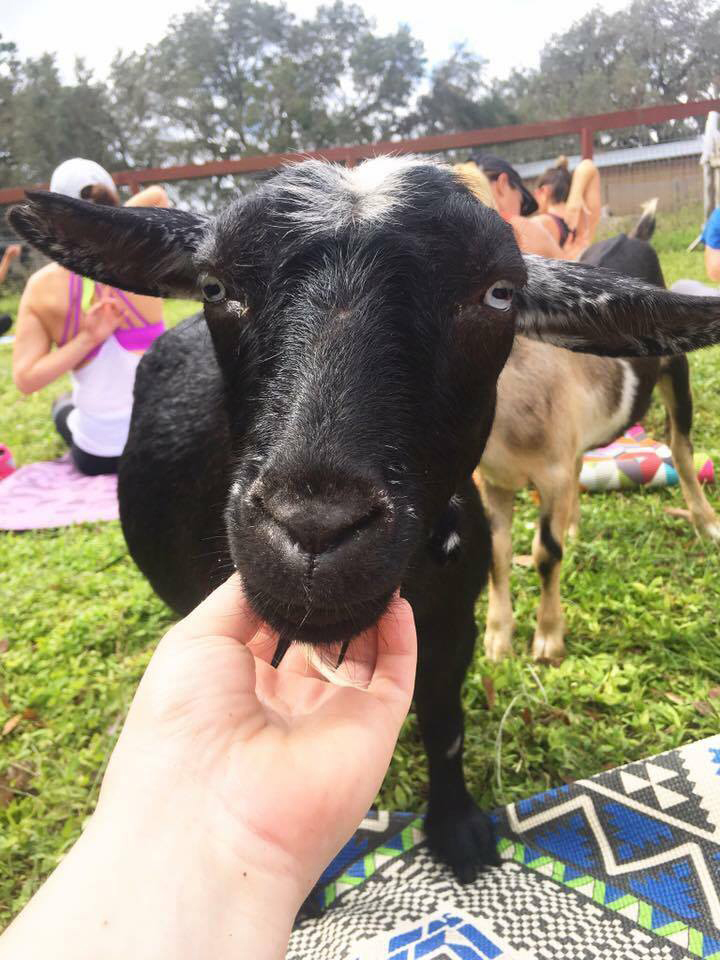 Fruitville Grove introduced goat yoga in September.