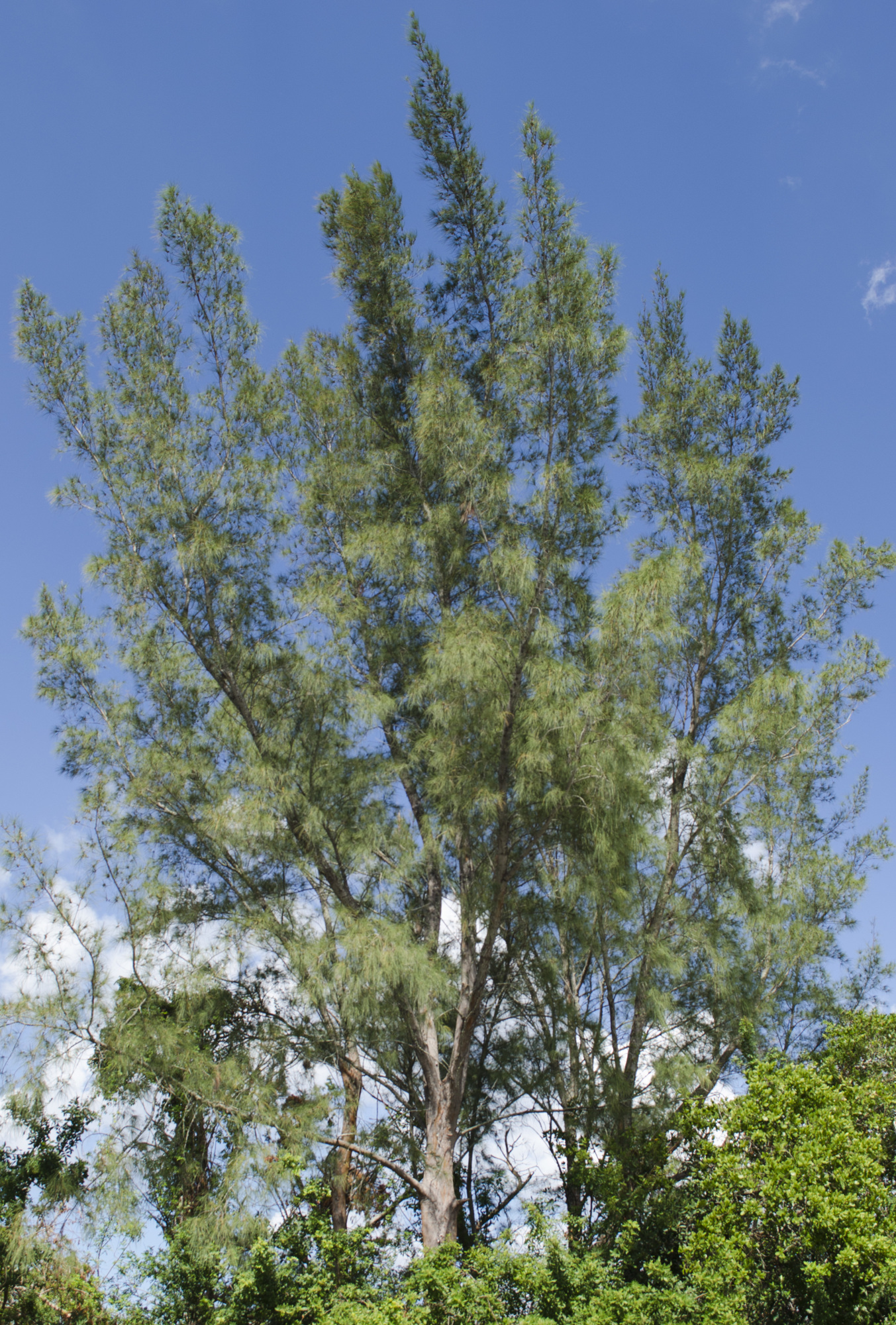 Australian pines often tower over native plant life, denying local flora vital sunshine. 