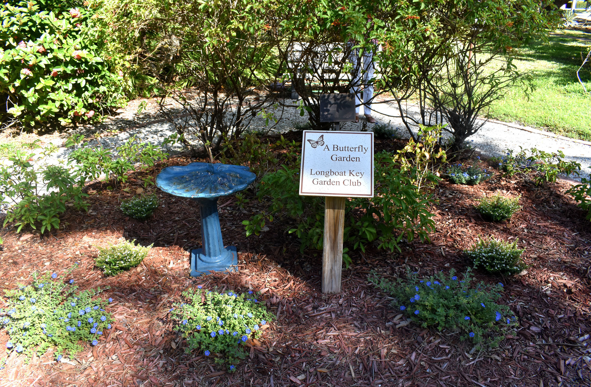 The foliage around the town's butterfly garden has been restored to its conditions since before the storm.