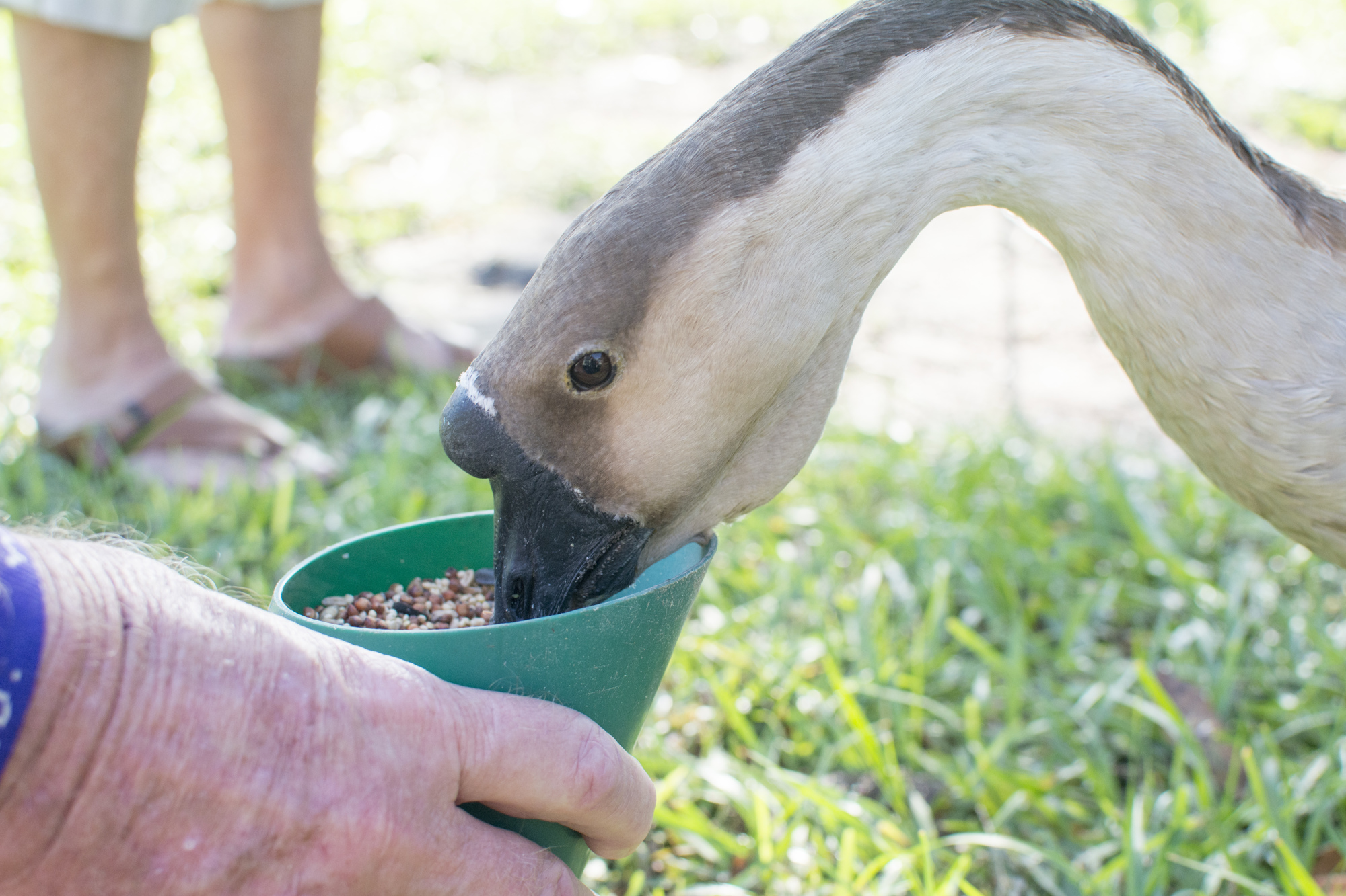 Steve Peters feeds Millie in the Peters' backyard in the Sherwood Estates neighborhood. 