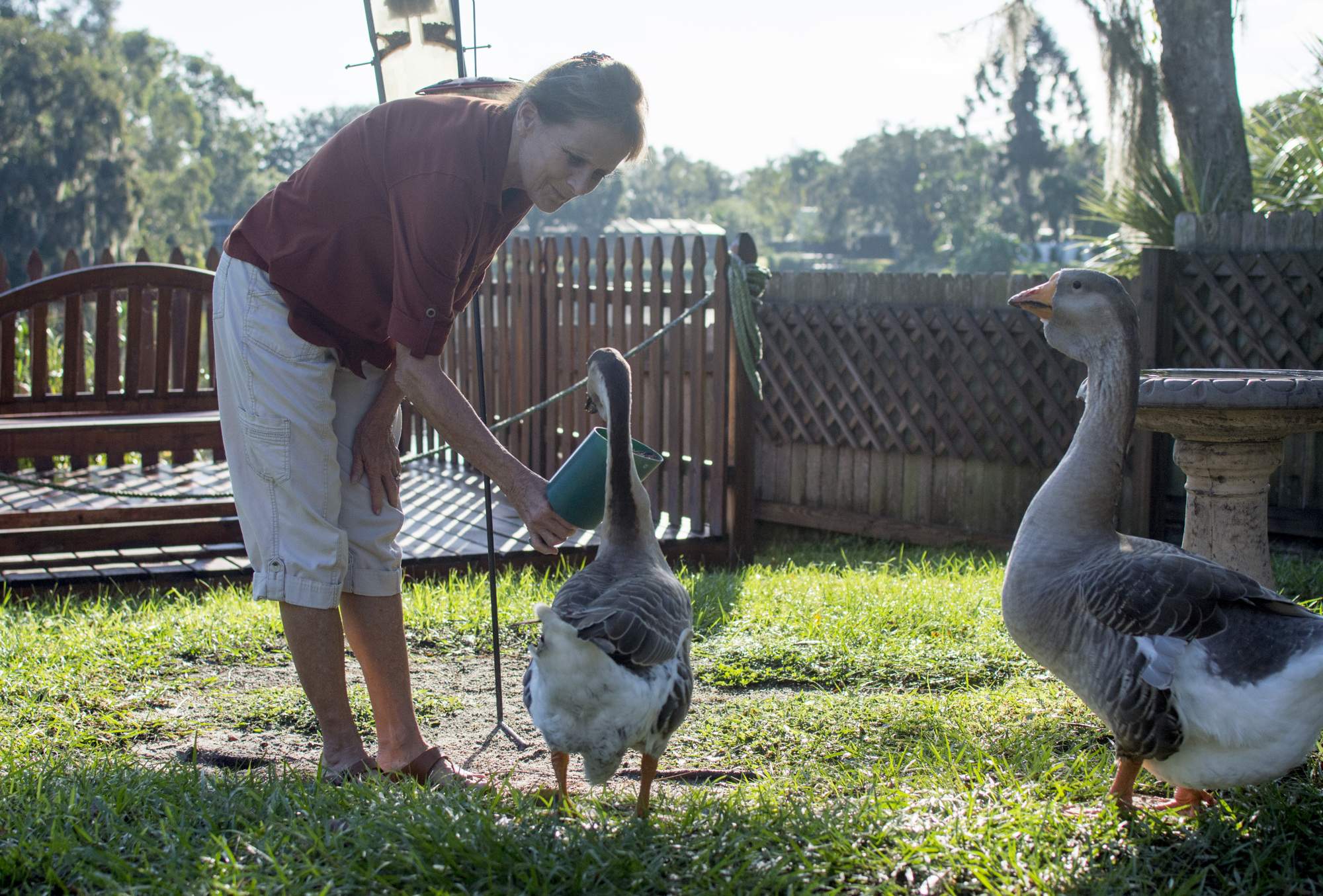 Joan Peters feeds Millie and Jerry in her backyard in the Sherwood Estates neighborhood. 