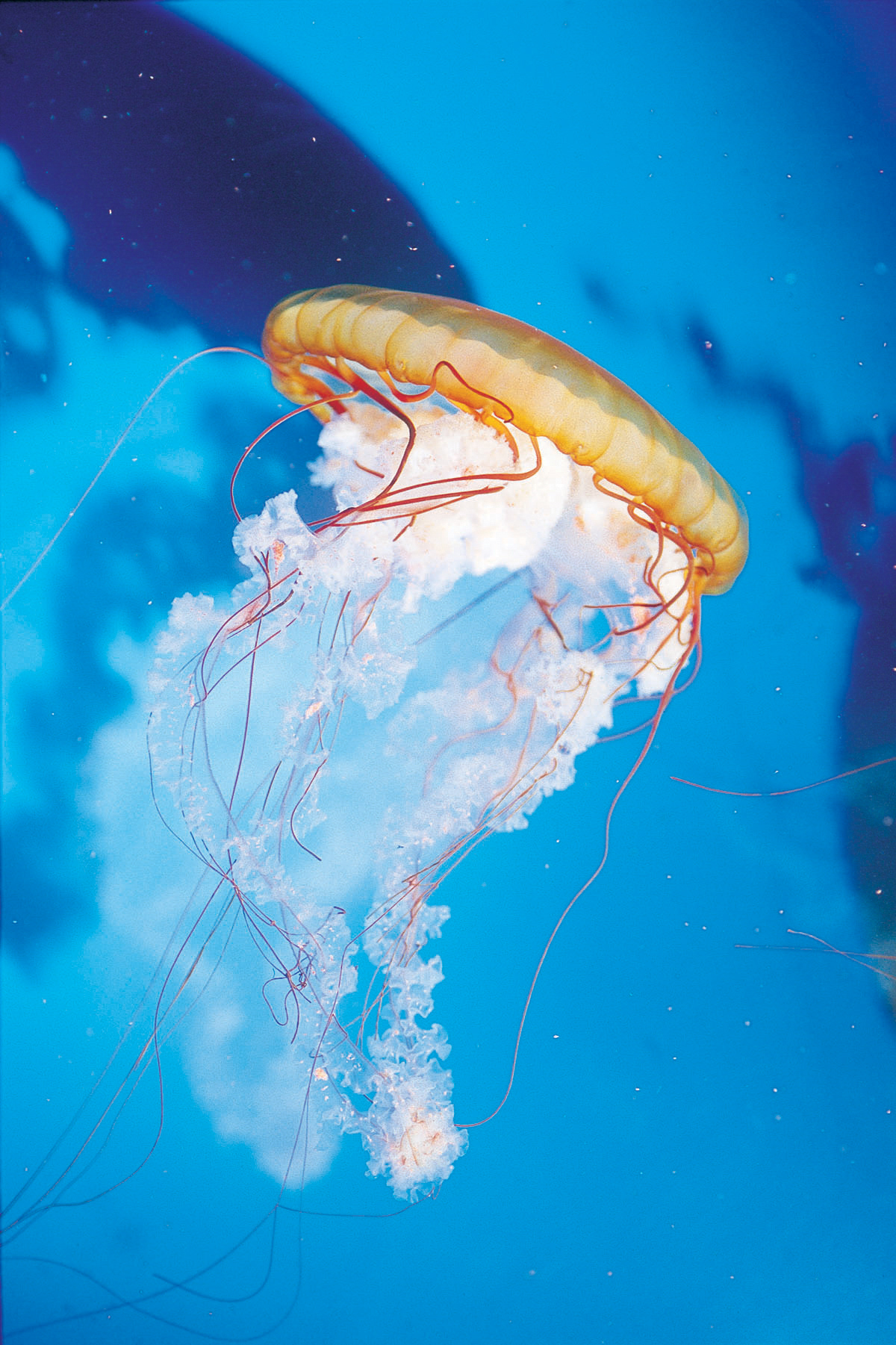 An illuminated Atlantic sea nettle, courtesy of Mote Aquarium.