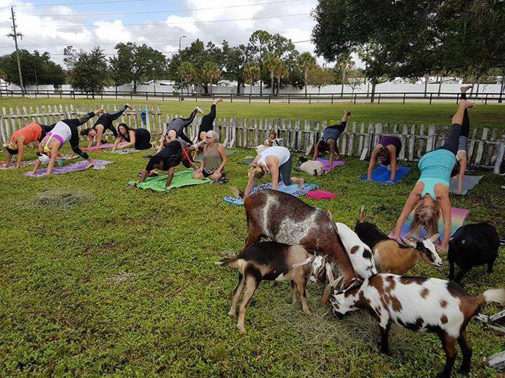 Yoga with goats became a popular trend in 2017.