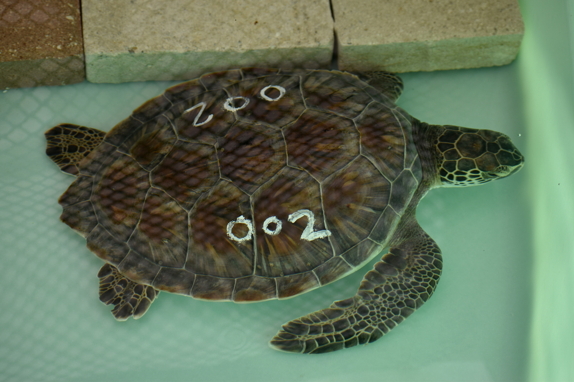 Dreidel, the only green sea turtle to come to Mote from  NEAQ, swims in a tank. Numbers were painted on the turtles' shells with nail polish as a way of identifying them.