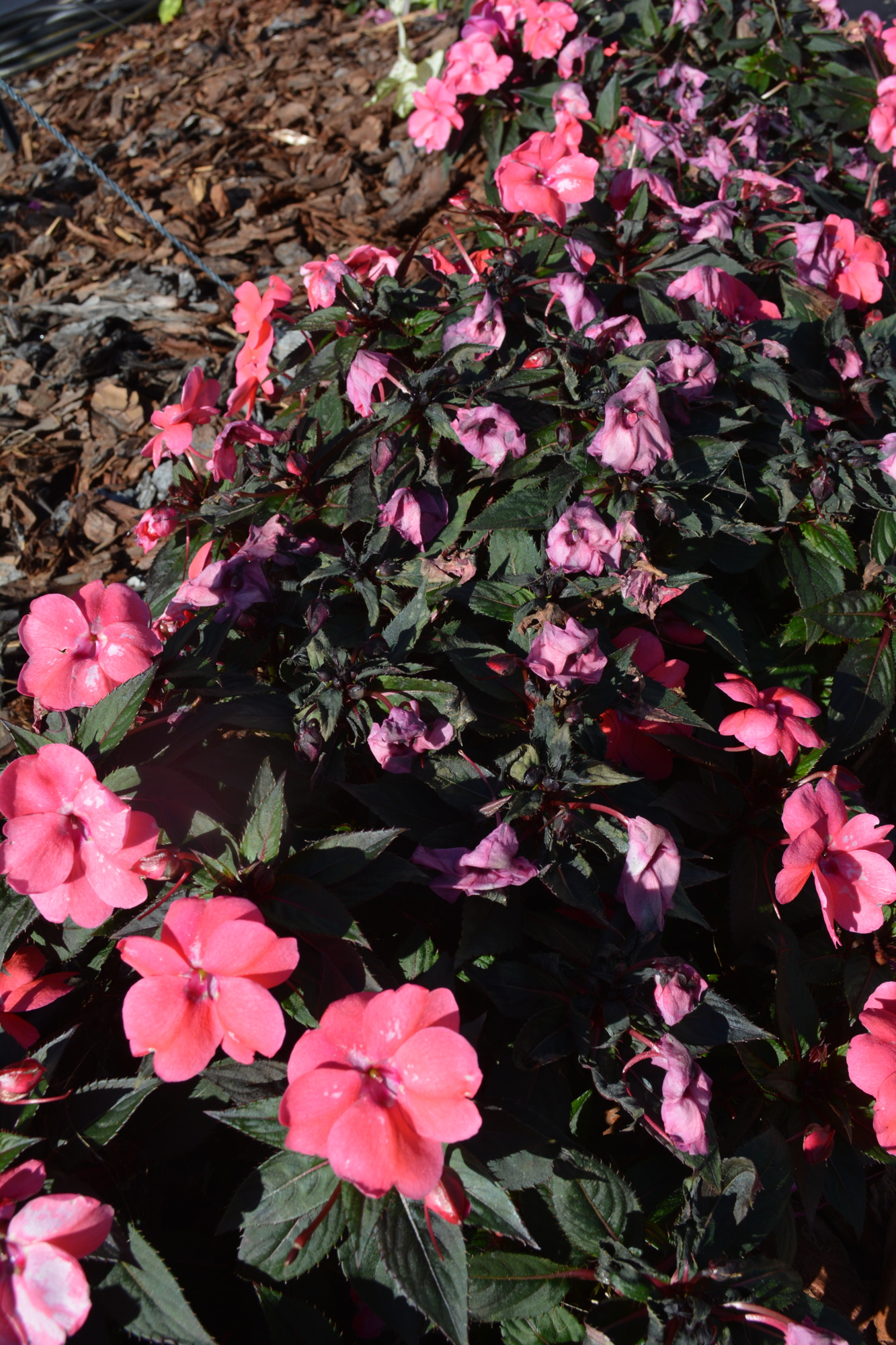 The impatiens in the Esplanade front yard of Carolyn Lowry-Nation didn't react well to the cold.