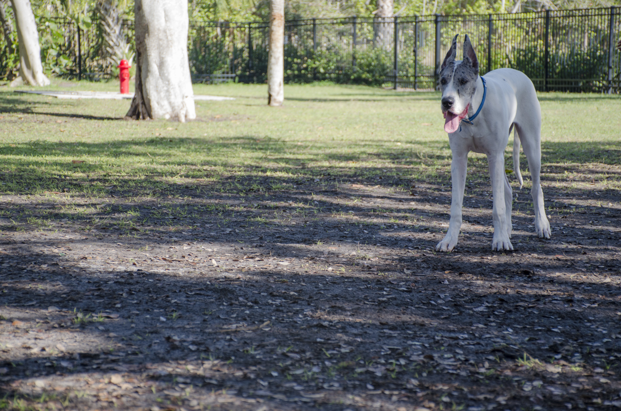 Emma, a two-year-old great dane, tears up grass when she runs around Bayfront Park dog park.