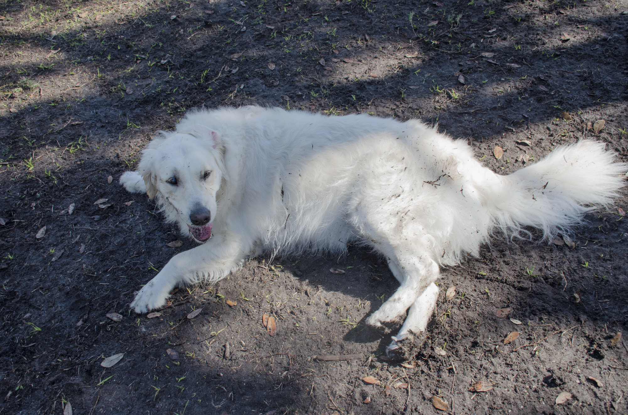 Luna Bella, a English cream golden retriever, often gets dirty from rolling in the dirt at Bayfront Park dog park.