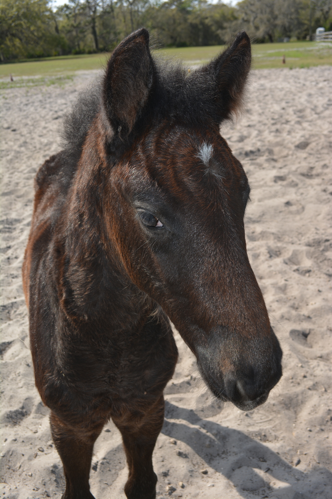 Six-week-old Raven is now gracing the Herrmann's Royal Lipizzan Stallions farm in Myakka City.