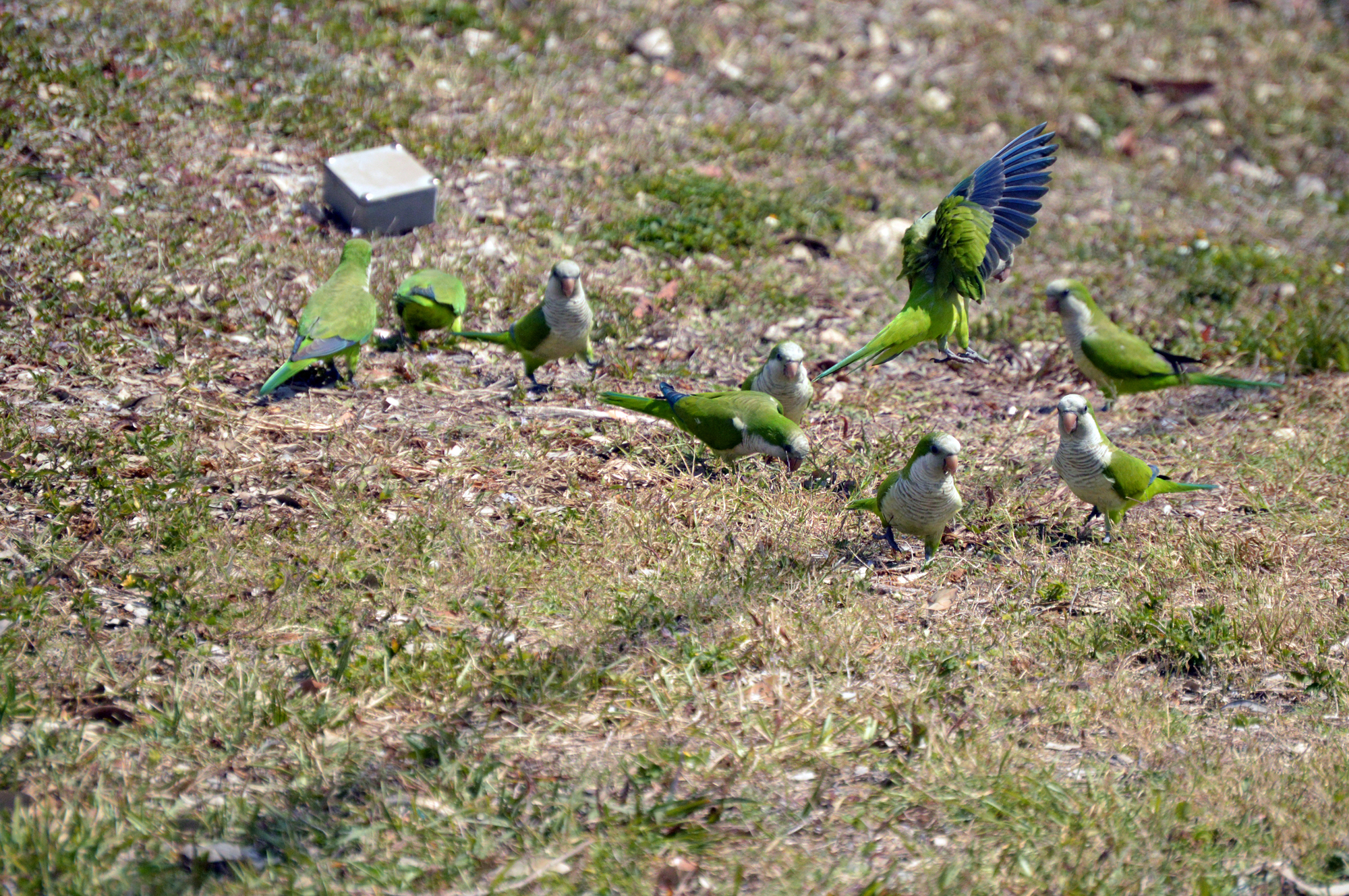 The monk parakeets, also known as quaker parrots, are not indigenous to the area.