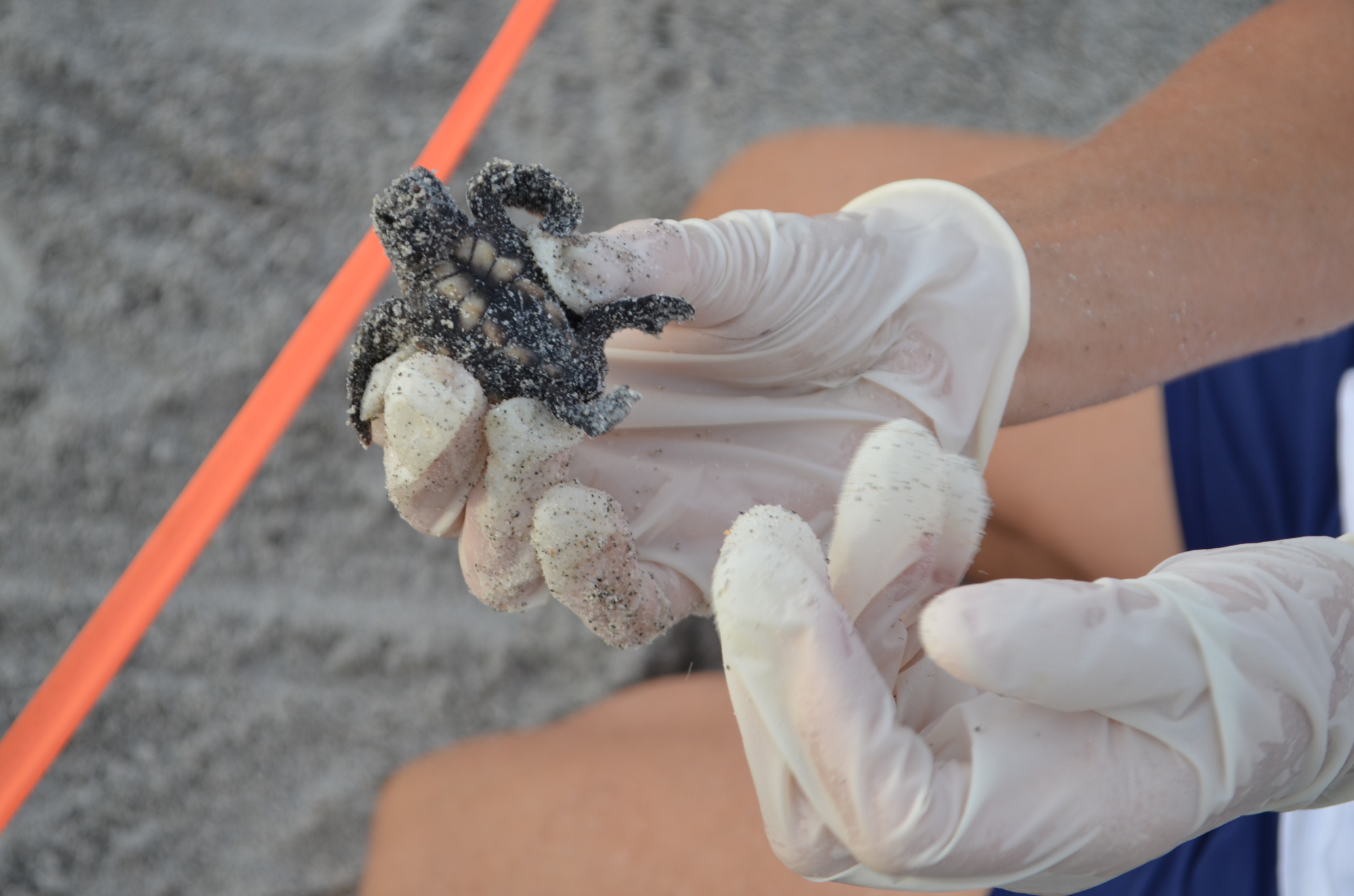 Sea turtle season starts May 1