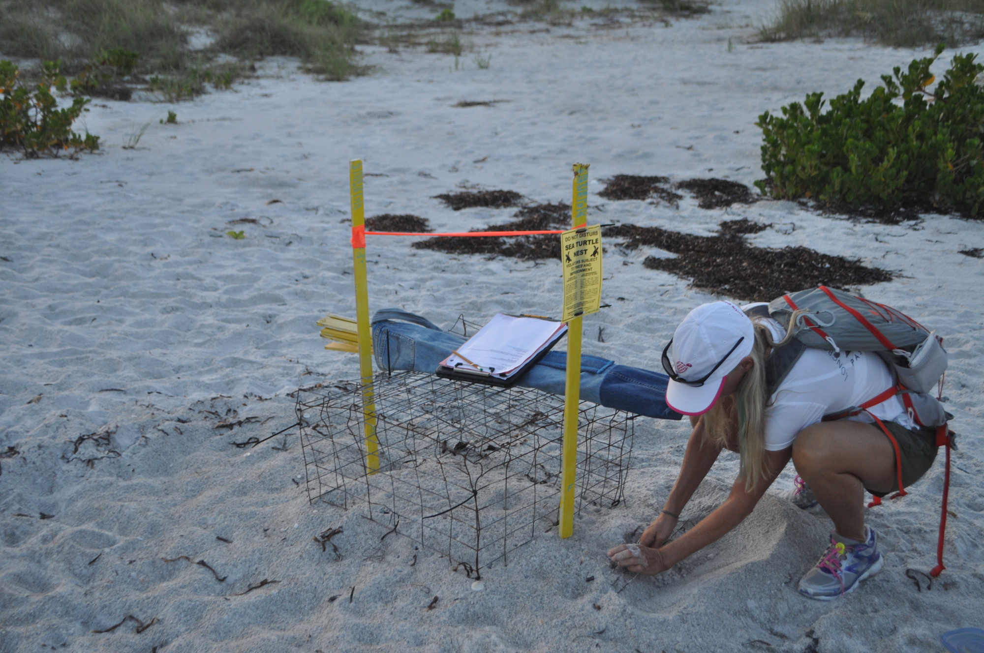 A Mote volunteer checks out a nest on Longboat Key.