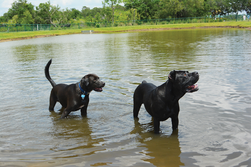 Canines cool off in the “dog pond” at Bob Gardner Park.