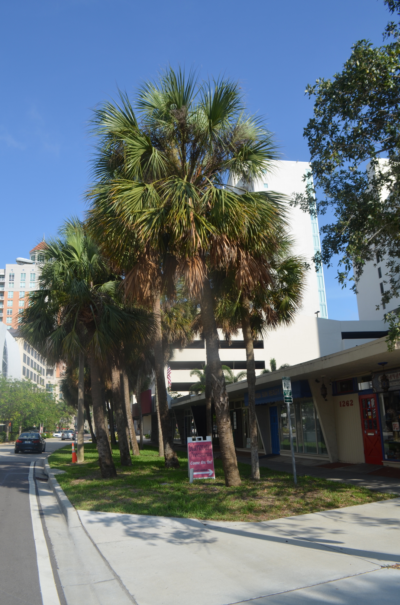 The city delayed and redesigned the streetscape project to preserve 27 palm trees.
