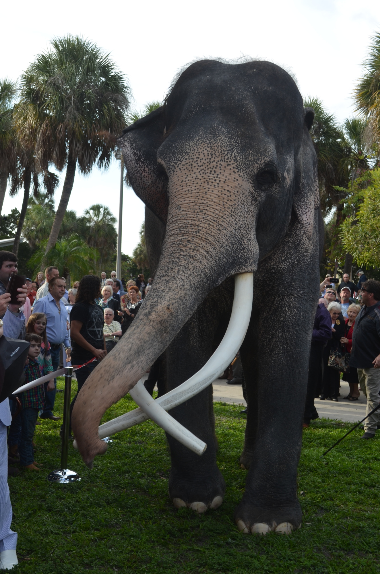 Jumbo the elephant at last year's Circus Ring of Fame