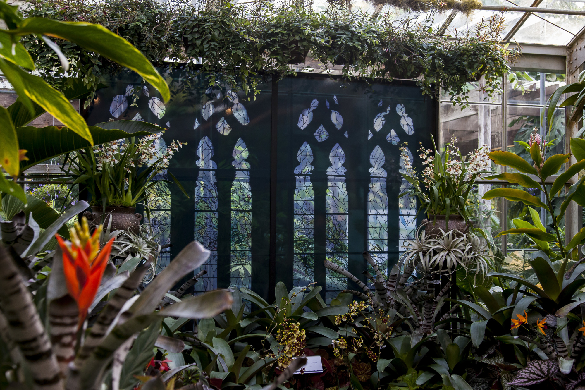 The exhibition starts in a glass conservatory, featuring replicas of Chagall’s stained glass and a cathedral of living plants. Courtesy of Artists Rights Society.