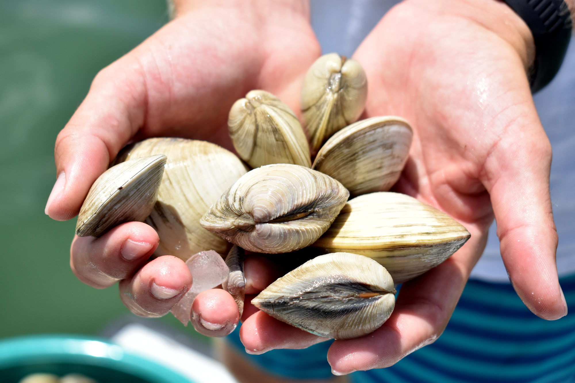 Sarasota Bay Watch and volunteers released 30,000 clams into the Bay on June 16.