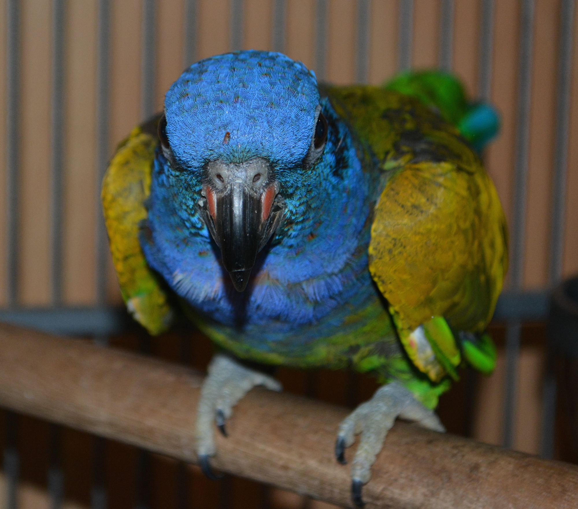 Riley, the Pionus parrot rescued from North Port.