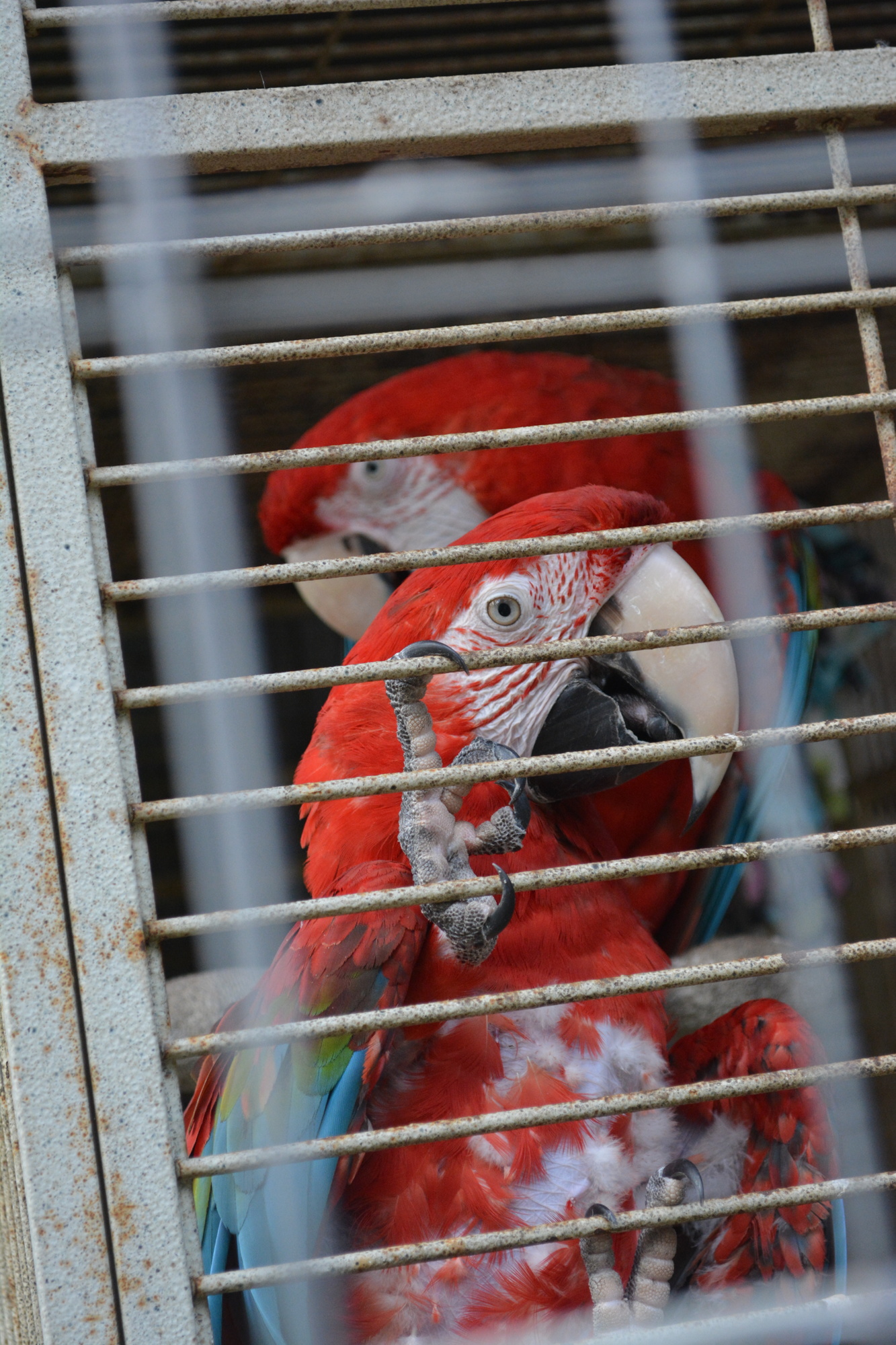 The count is up to 372 parrots at Birds of Paradise and Debbie Huckaby said she could see the time when more than 1,000 parrots live on the site.