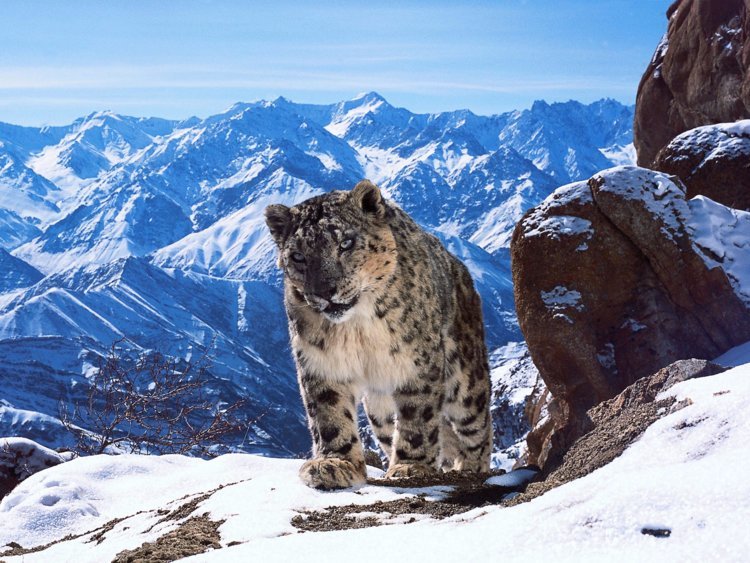 A snow leopard roams the Himalayan mountains in 