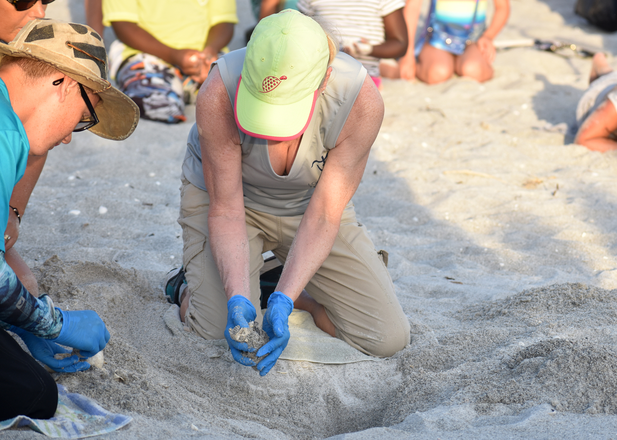 If the Turtle Watch finds hatchlings still in the nest, like this one, they evaluate it, and if it's OK they release it when the sun goes down.