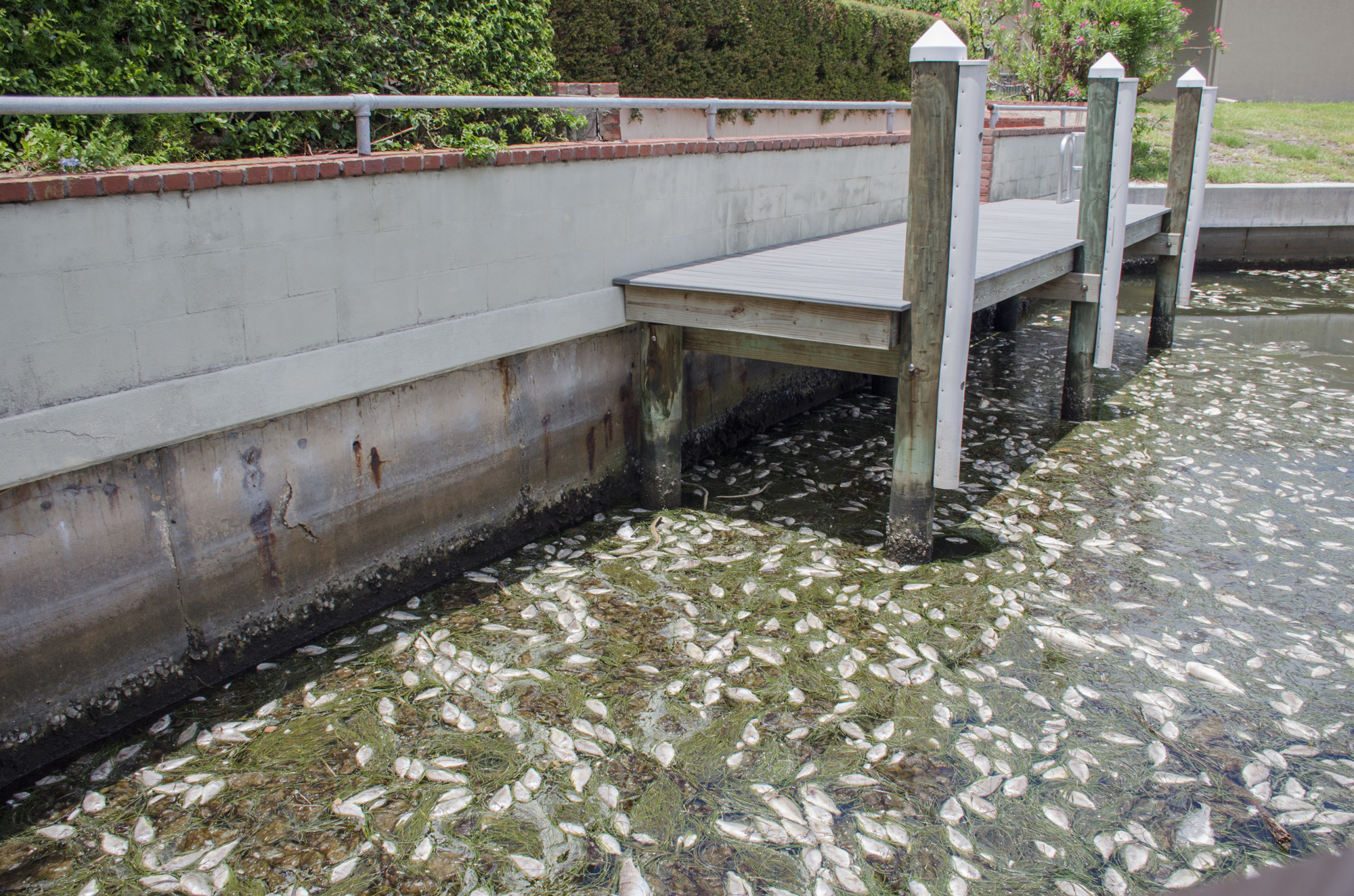 Dead fish gather in a Bay Isles canal in Longboat Key.