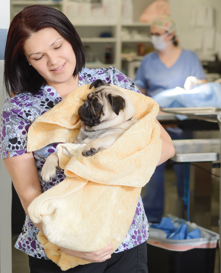 ARC’s Clinic Manager Angelica Williams carries a pug out of the recovery room following surgery.