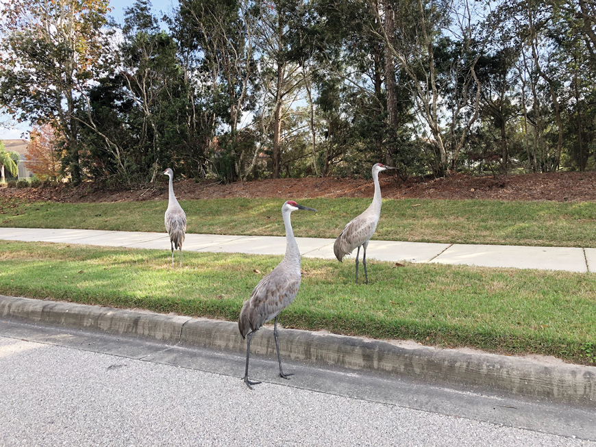 The nosiest neighbors in Lakewood Ranch are sandhill cranes.