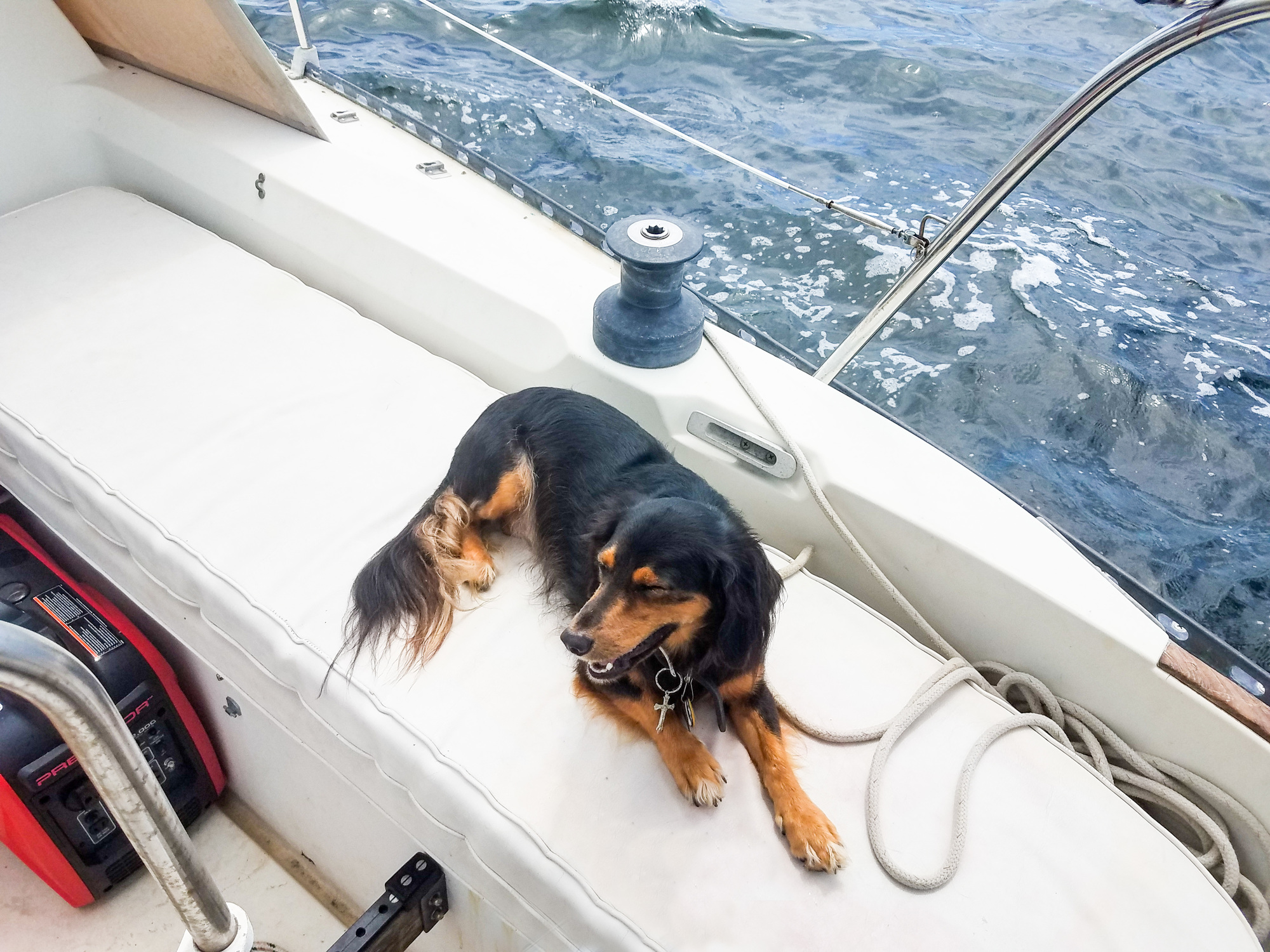 Harley, a five-year-old dachshund mix, swam several miles back onto shore after falling off a boat during a storm.