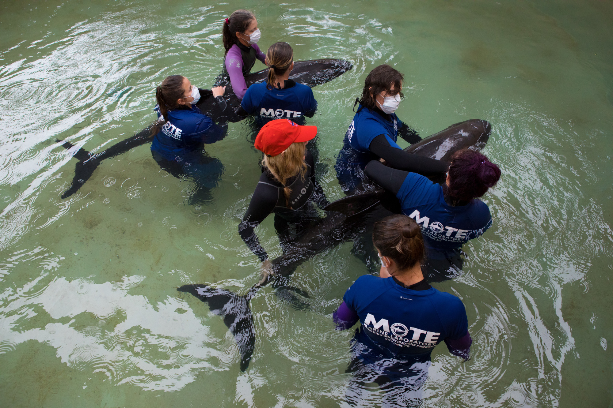 The pygmy killer whales are being monitored and are receiving physical support, fluid therapy and diagnostic tests.  Photo courtesy of  Conor Goulding / Mote Marine Laboratory
