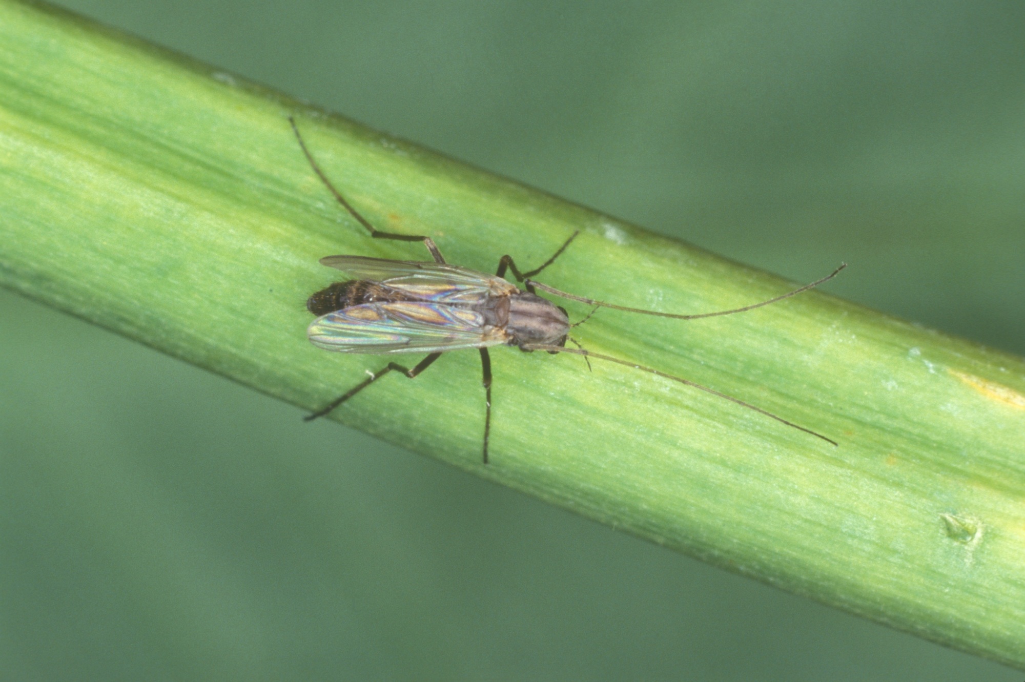 Aquatic midges are called blind mosquitoes. Although they do not bite, they swarm and can damage property. Photo courtesy of Lyle Buss of UF/IFAS.