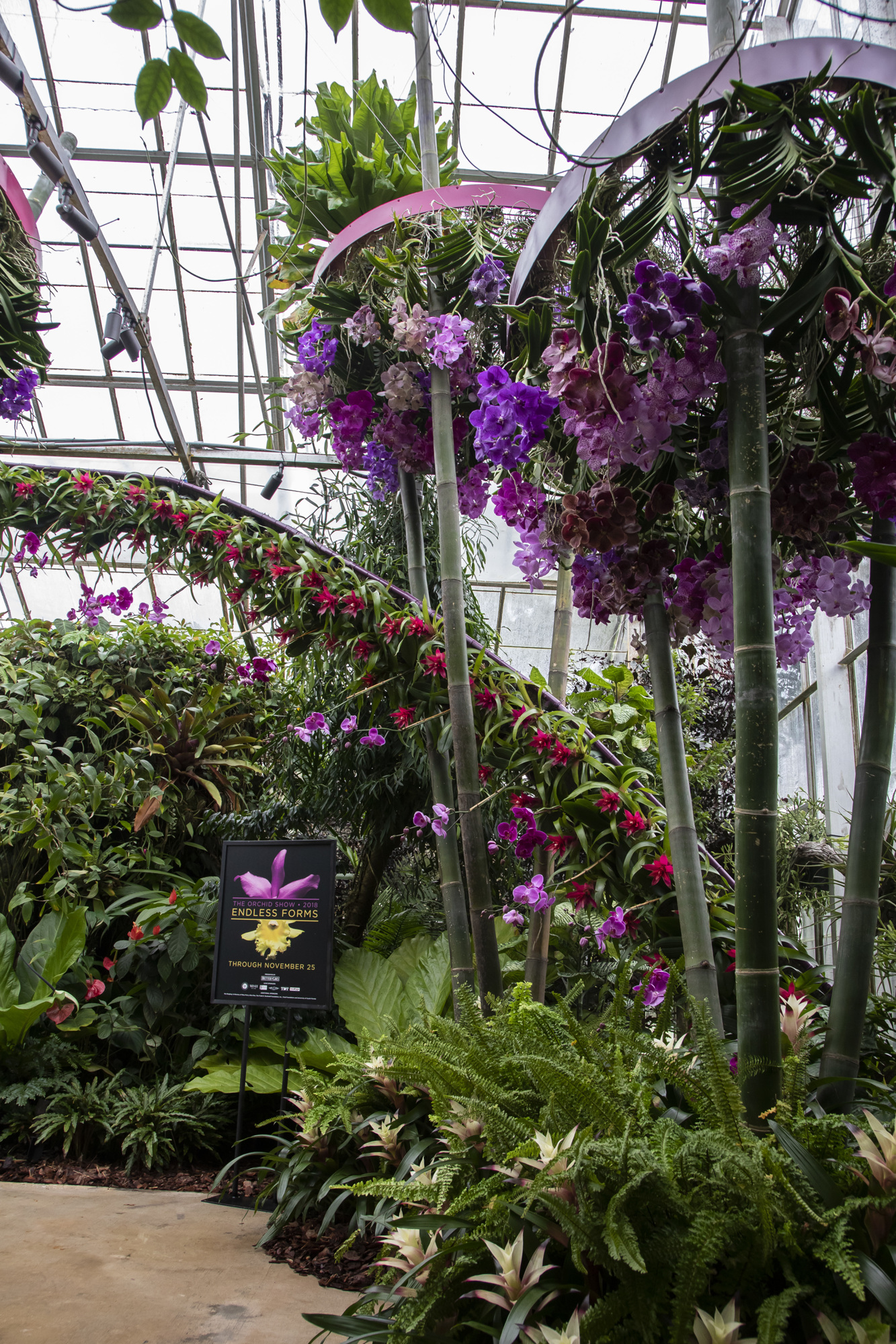 Several hanging umbrella structures, along with the helix-shaped orchid ribbon, display orchids in various forms. Photo by Matt Holler courtesy of Selby Gardens