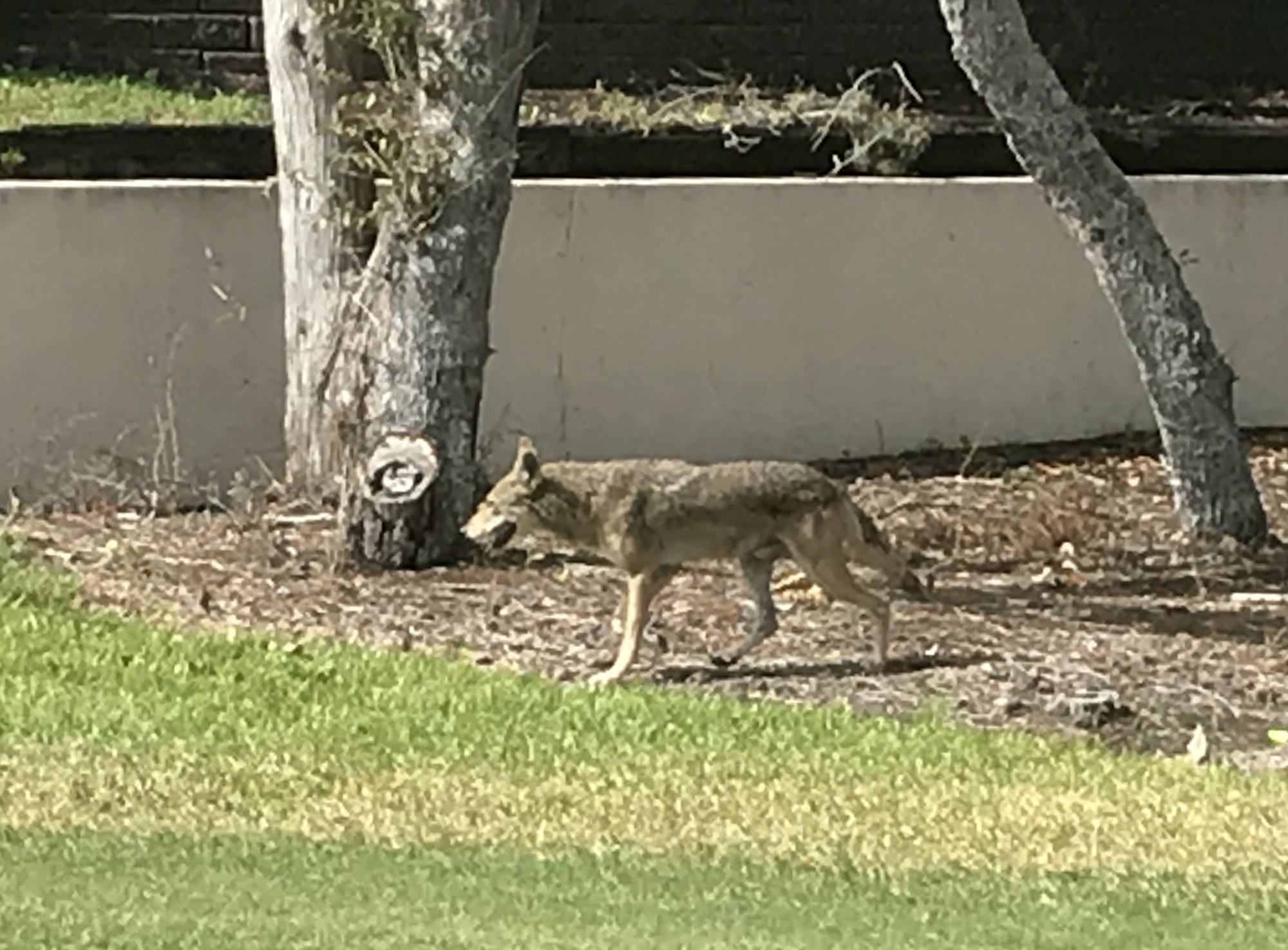 Coyotes were first spotted in July.