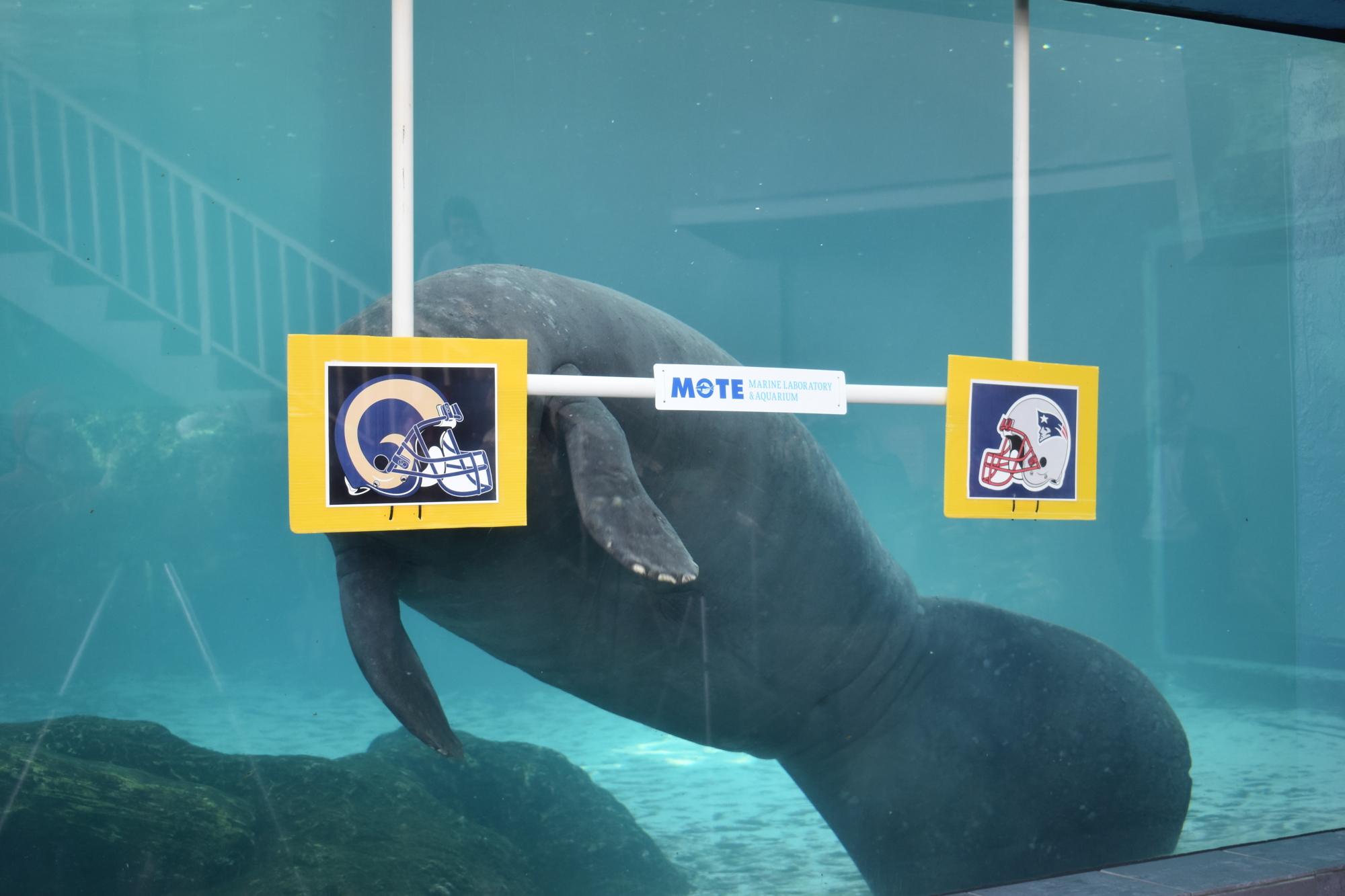 Hugh the manatee swims toward the Rams target to make his Super Bowl selection. 