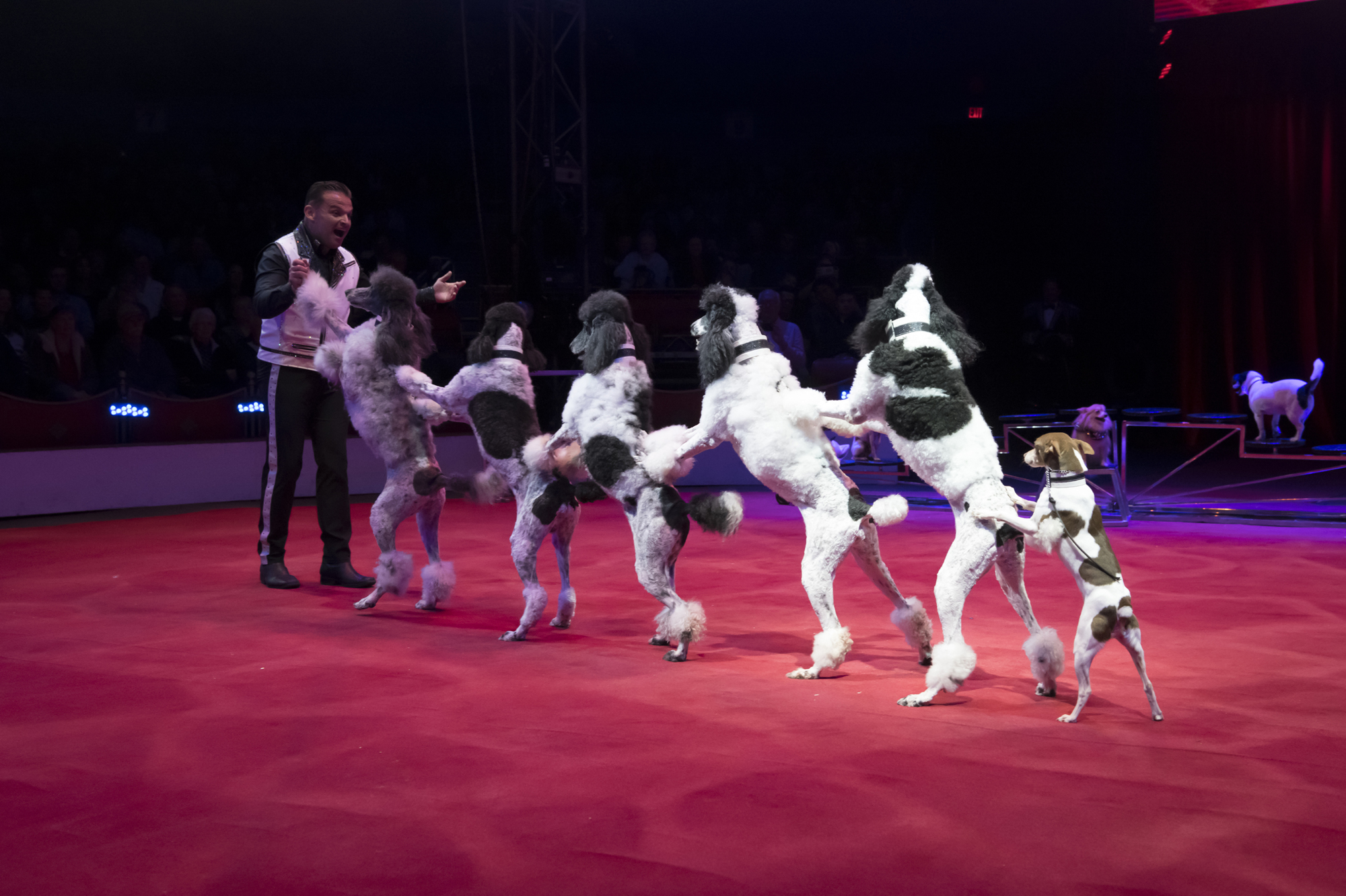 Hans Klose owns 20 dogs, 12 of which will perform in Circus Sarasota 2019. Photo by Cliff Role